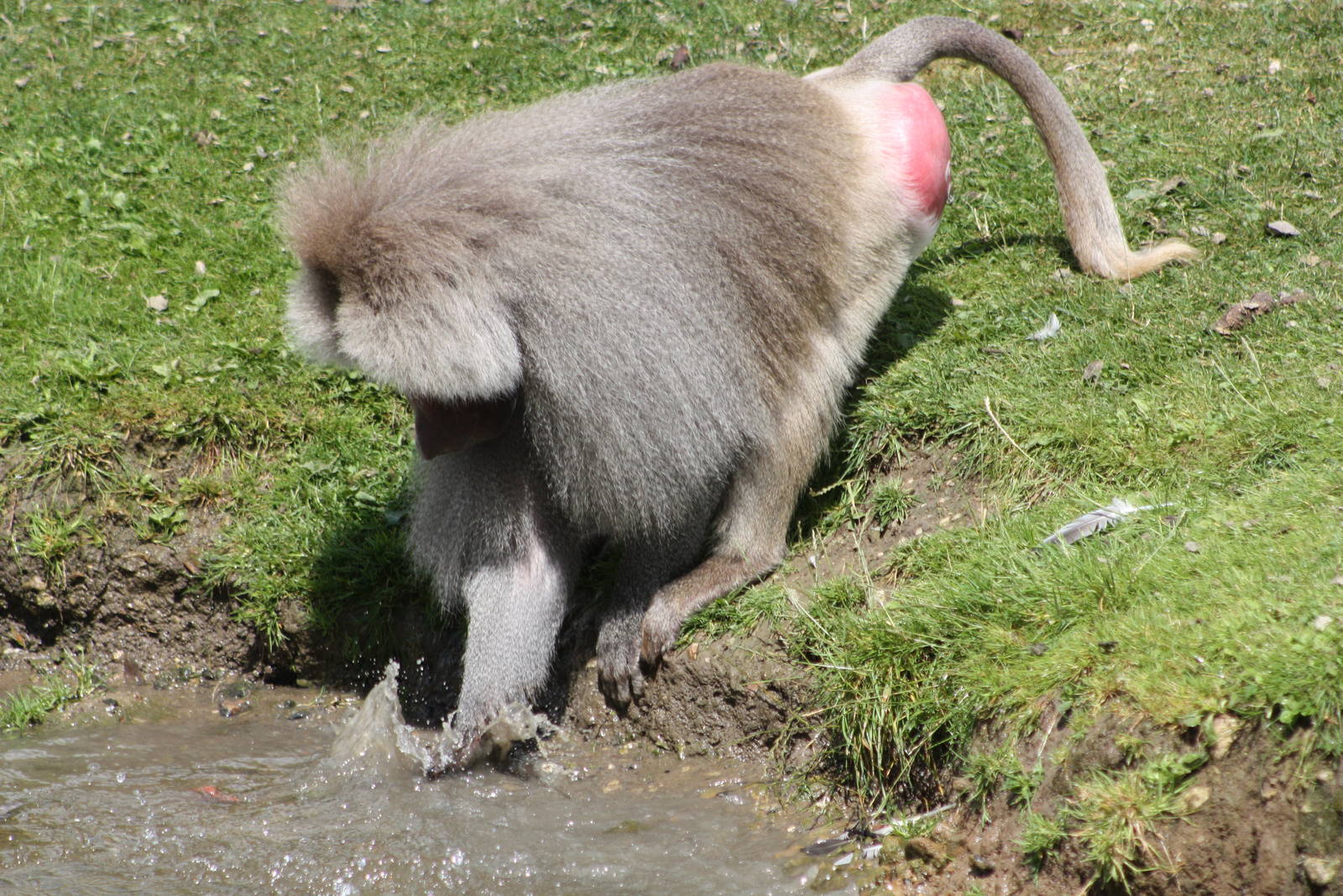 Hamadryas Baboon, 7th July 2014