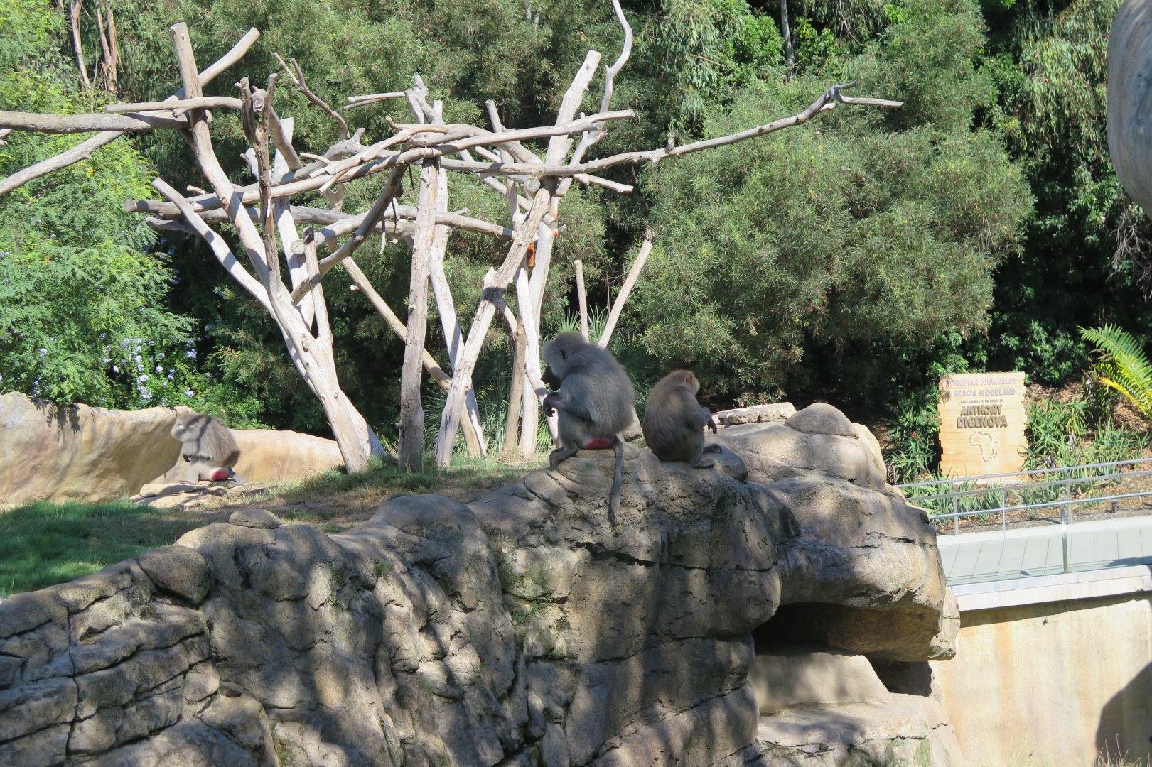 Hamadryas Baboon (8/23/2024)