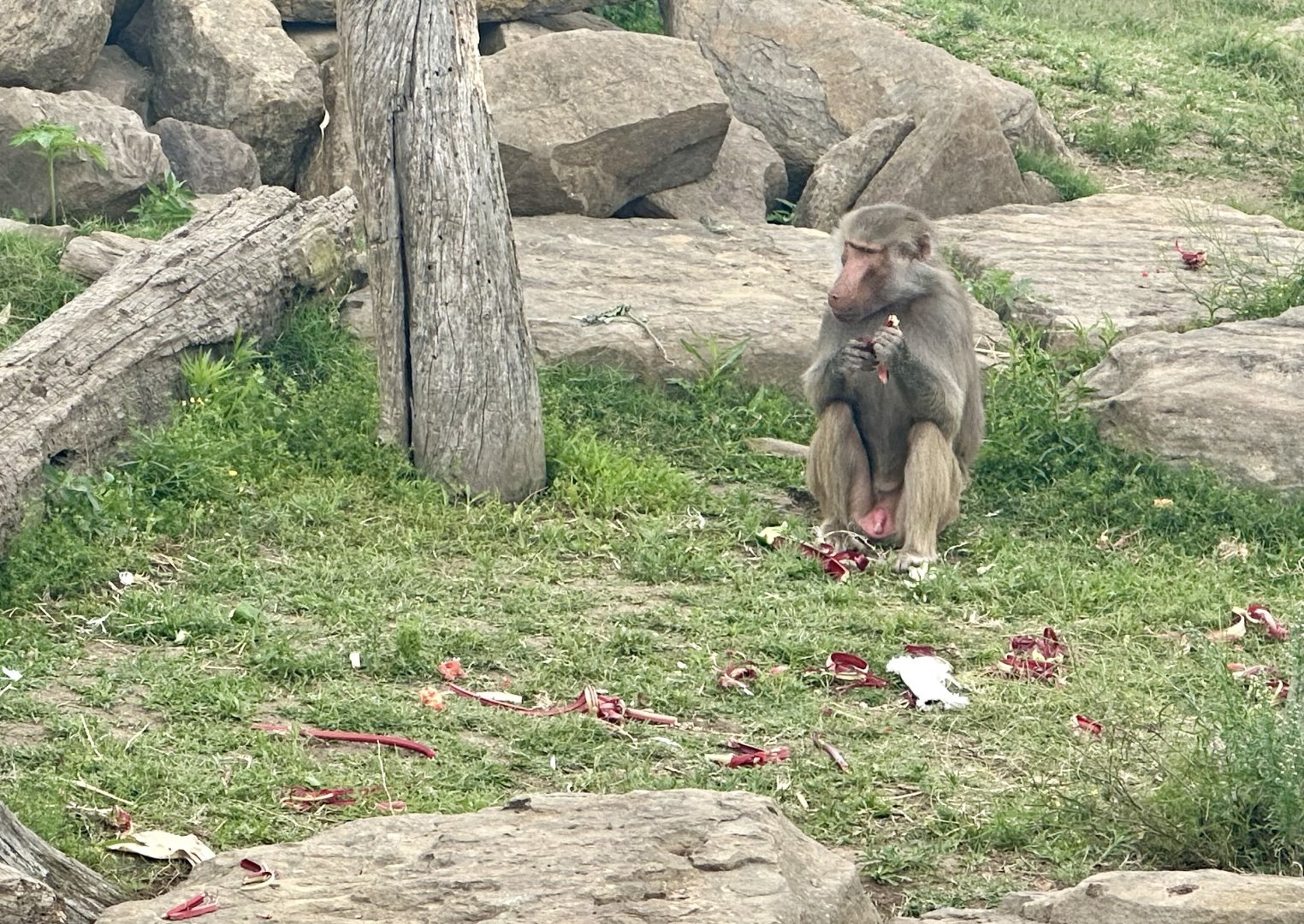 Hamadryas Baboon (Adolescent Male)