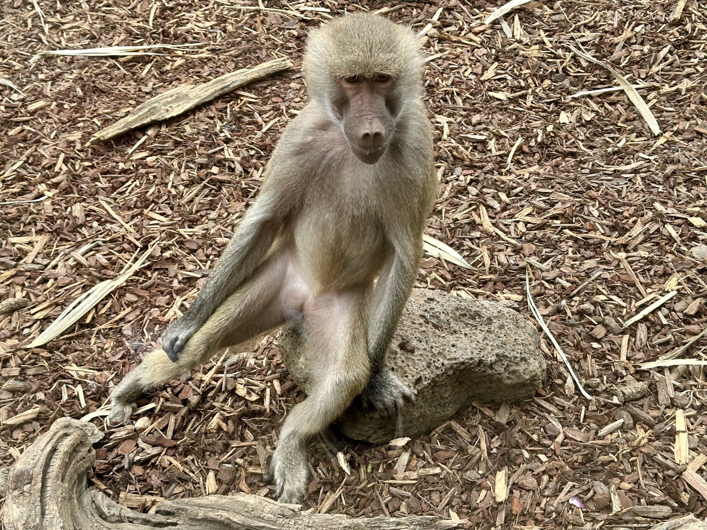 Hamadryas baboon (adolescent)
