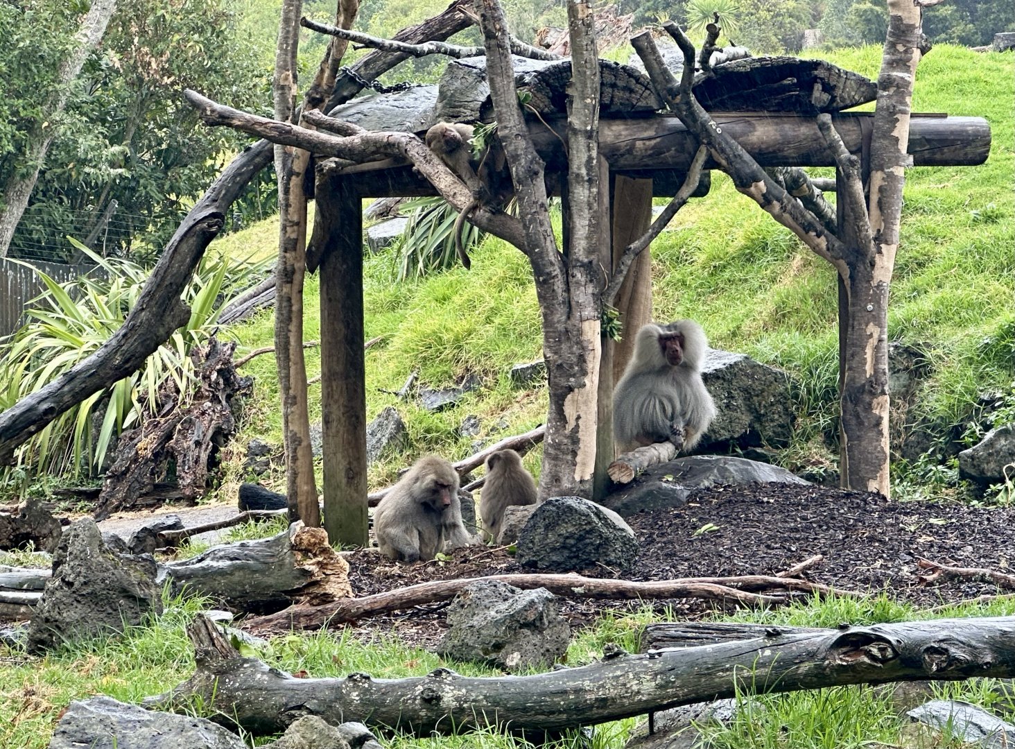 Hamadryas Baboon (Afar’s Harem)