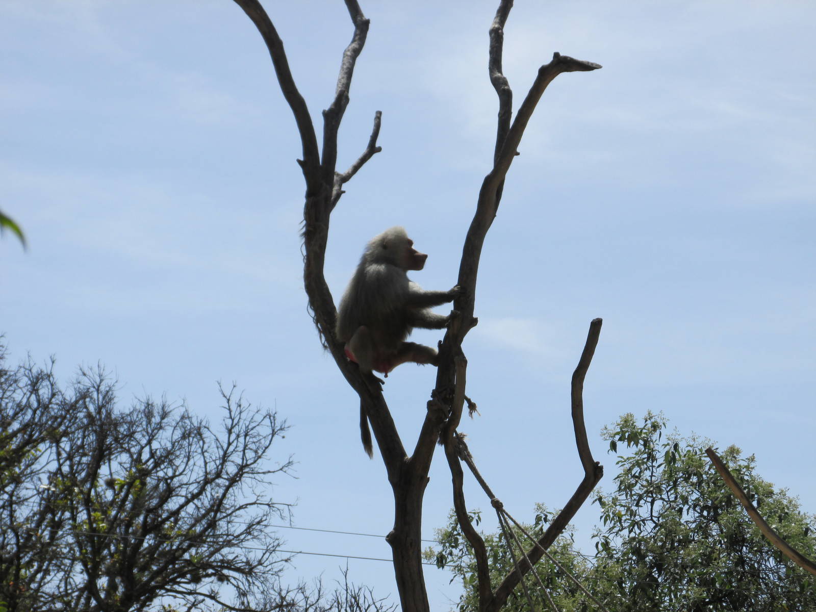hamadryas baboon africam safari