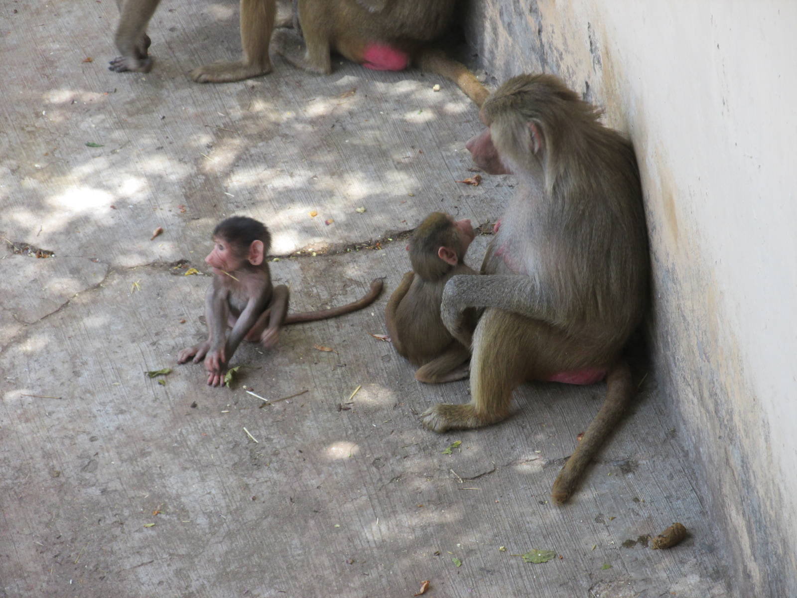 hamadryas baboon africam safari