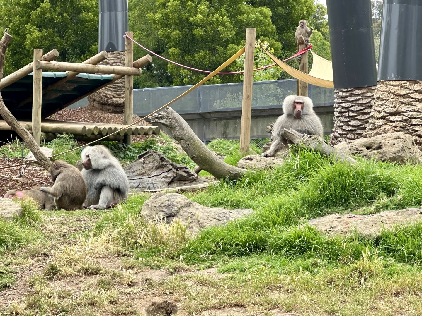 Hamadryas Baboon (Alpha Males)