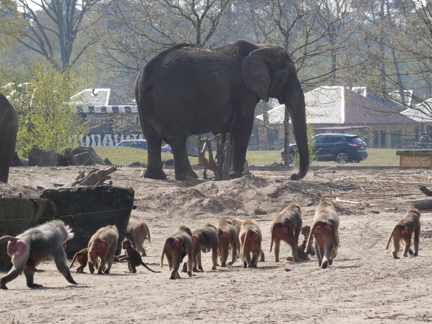 Hamadryas Baboon and African Elephant