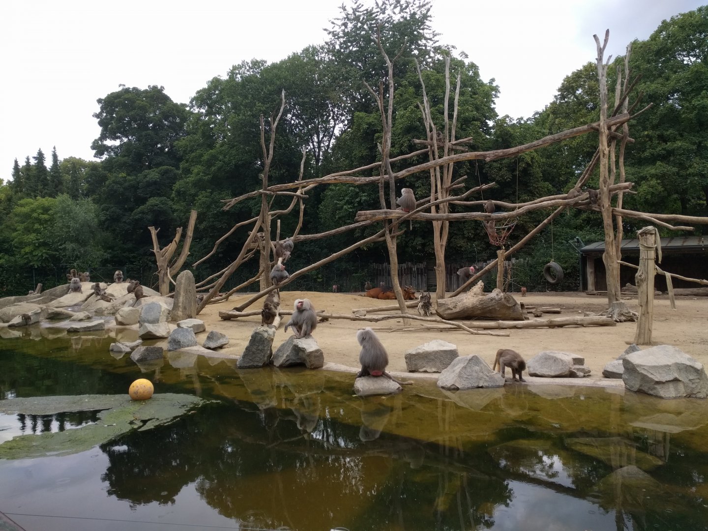 Hamadryas baboon and African forest Buffalo Mixed Species Habitat