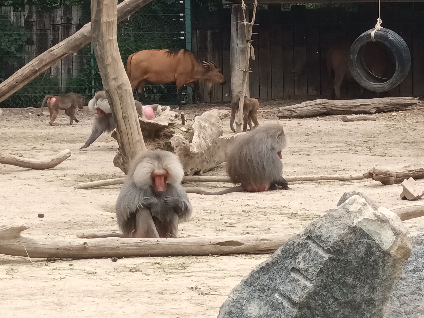 Hamadryas Baboon and African forest Buffalo