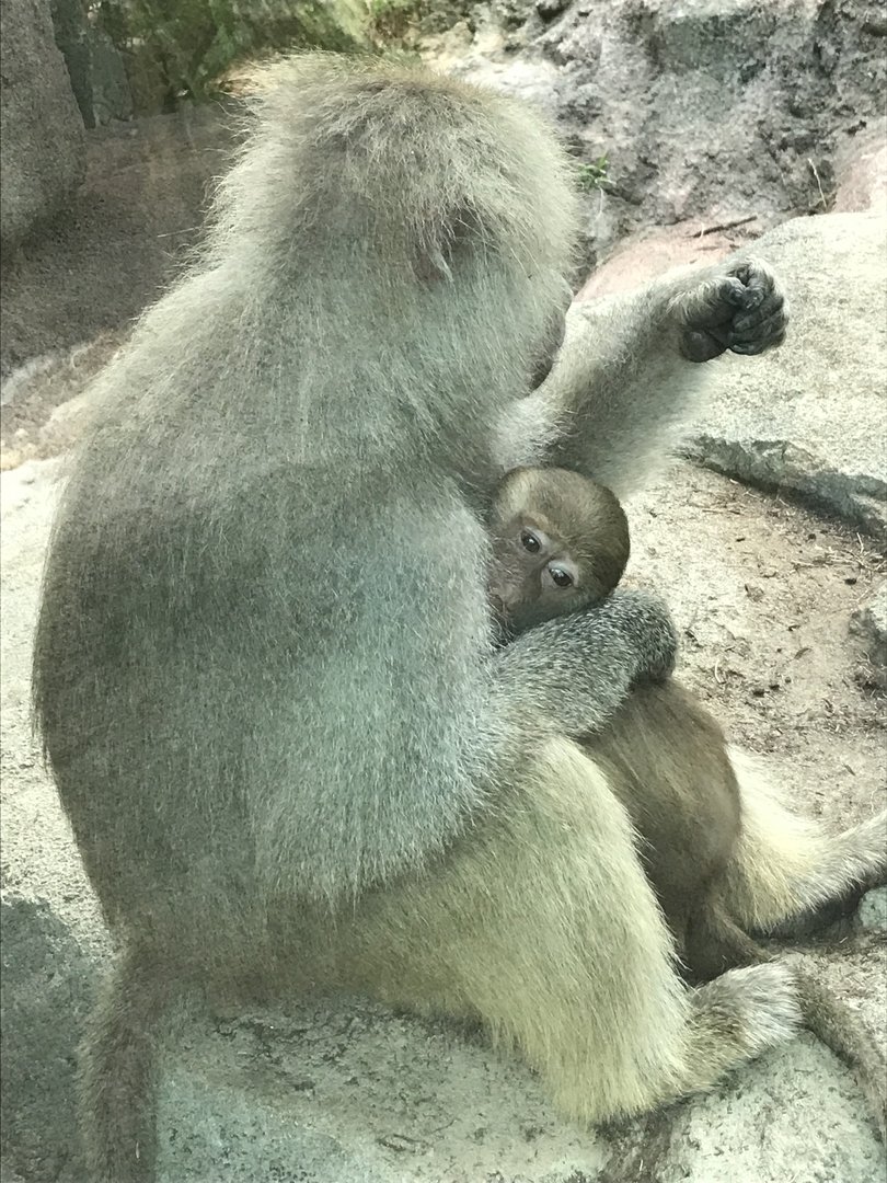 Hamadryas Baboon and Baby