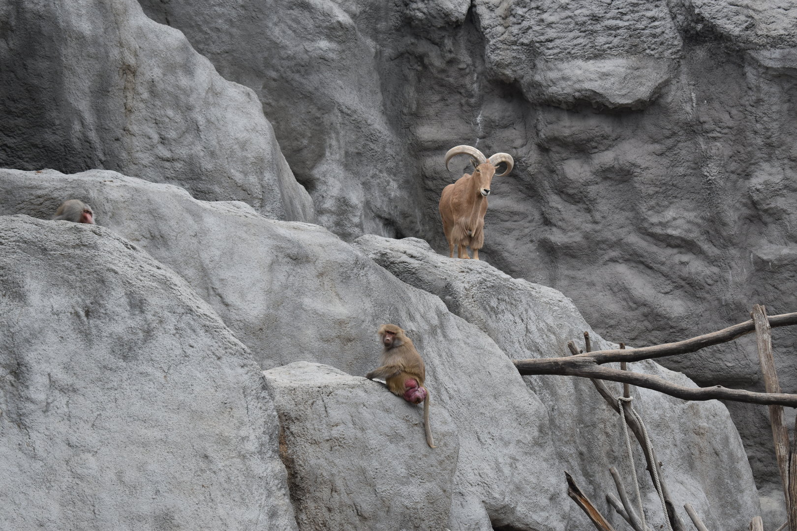 Hamadryas baboon and barbary sheep