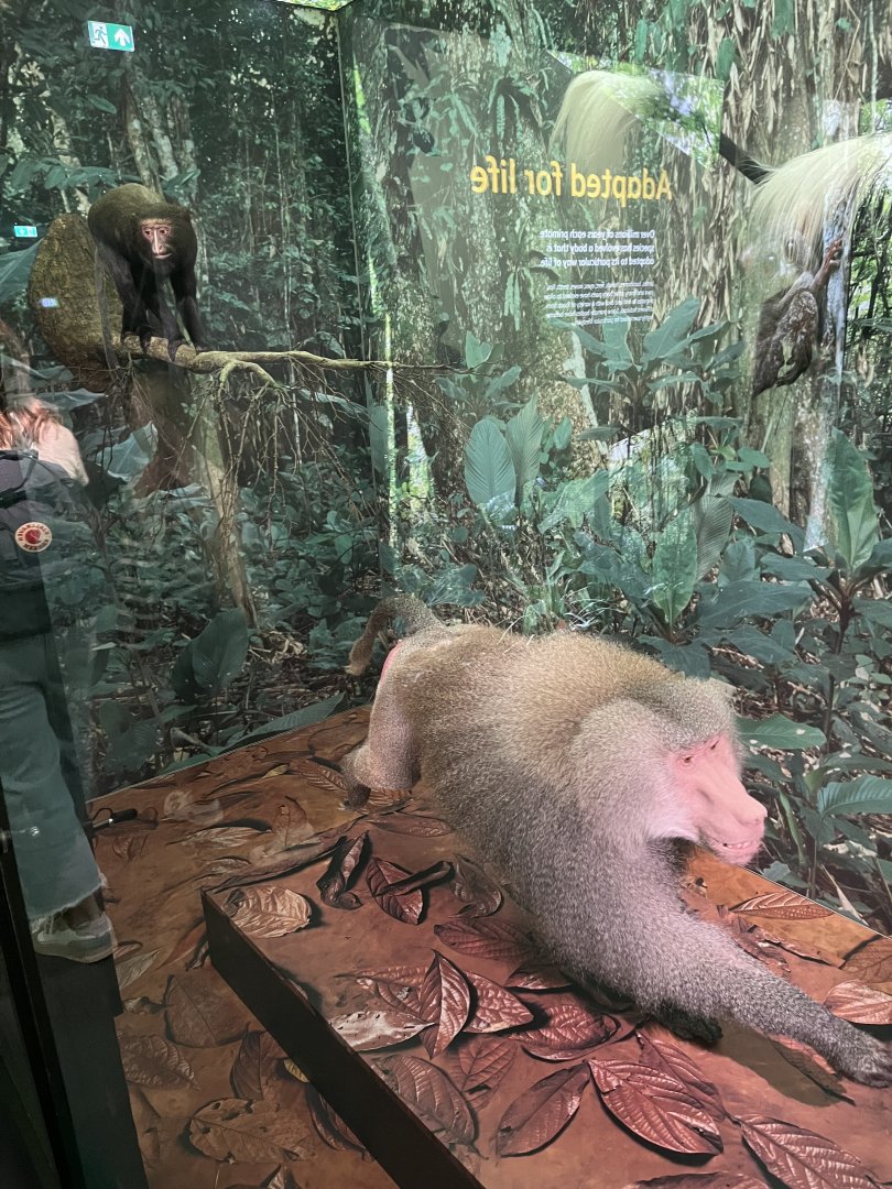 Hamadryas baboon and Hamlyn’s Monkey 1.8.25