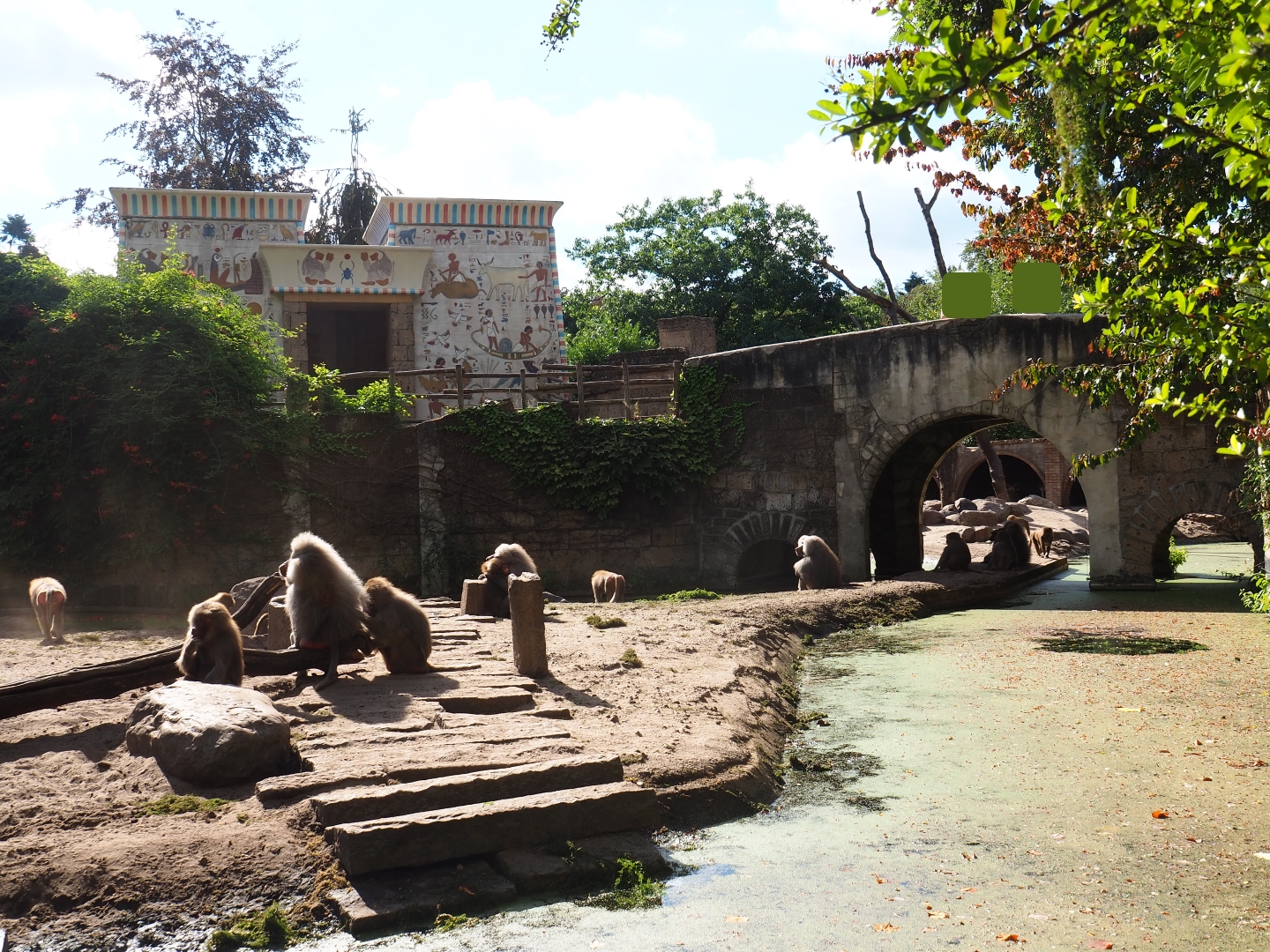 Hamadryas baboon/Aoudad exhibit