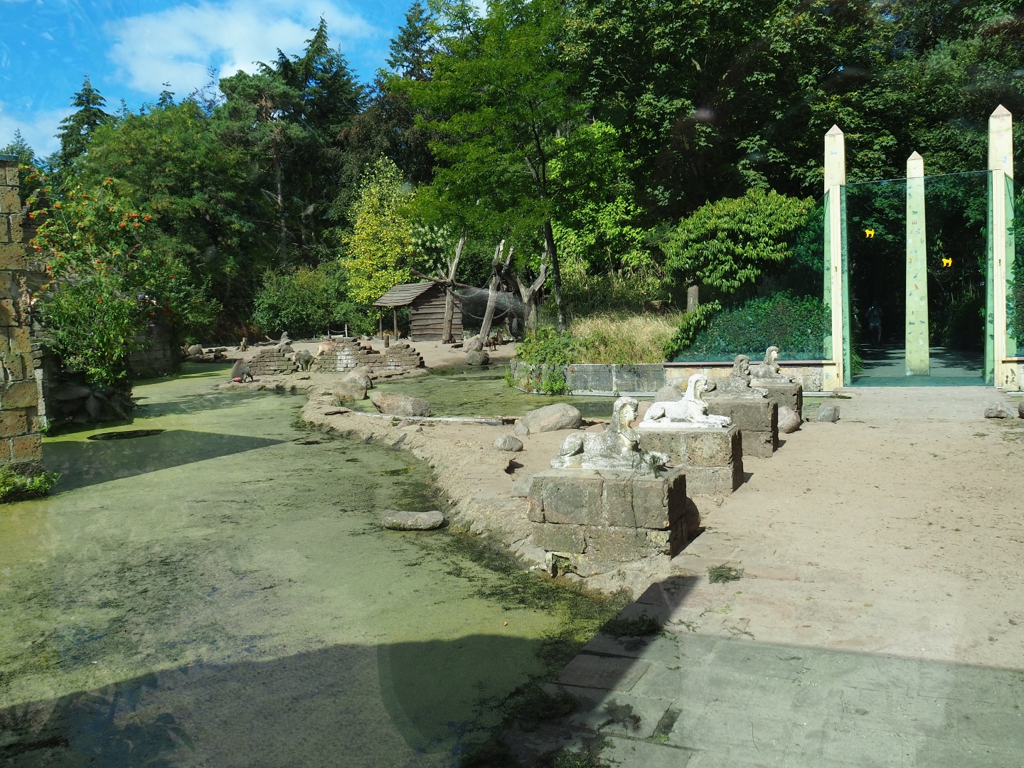 Hamadryas baboon/Aoudad exhibit