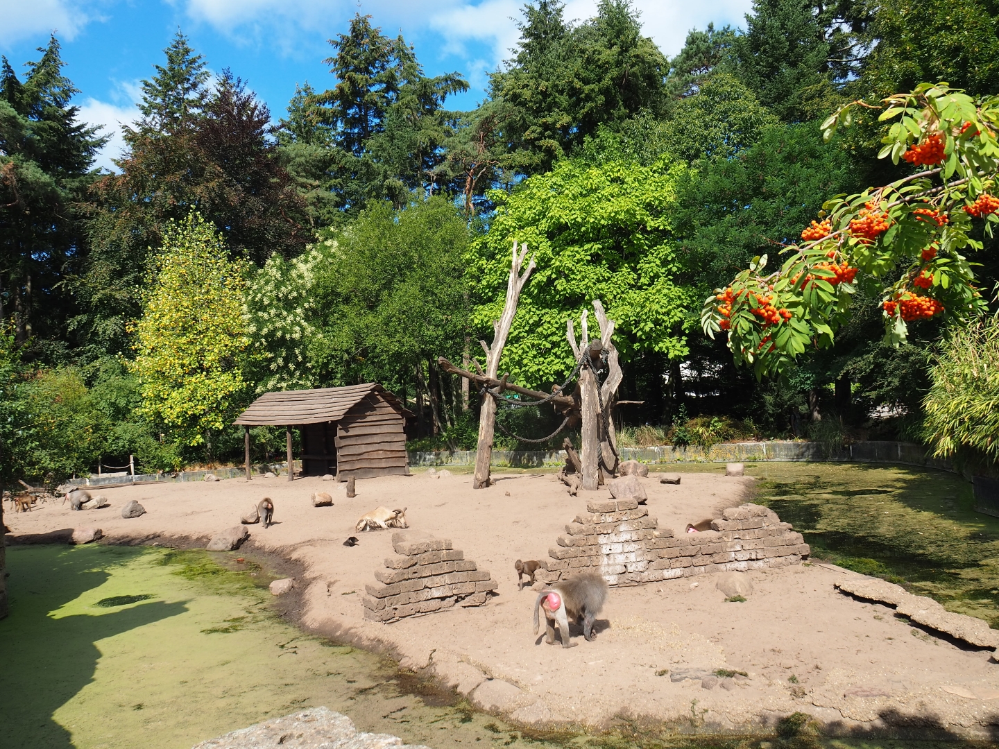 Hamadryas baboon/Aoudad exhibit