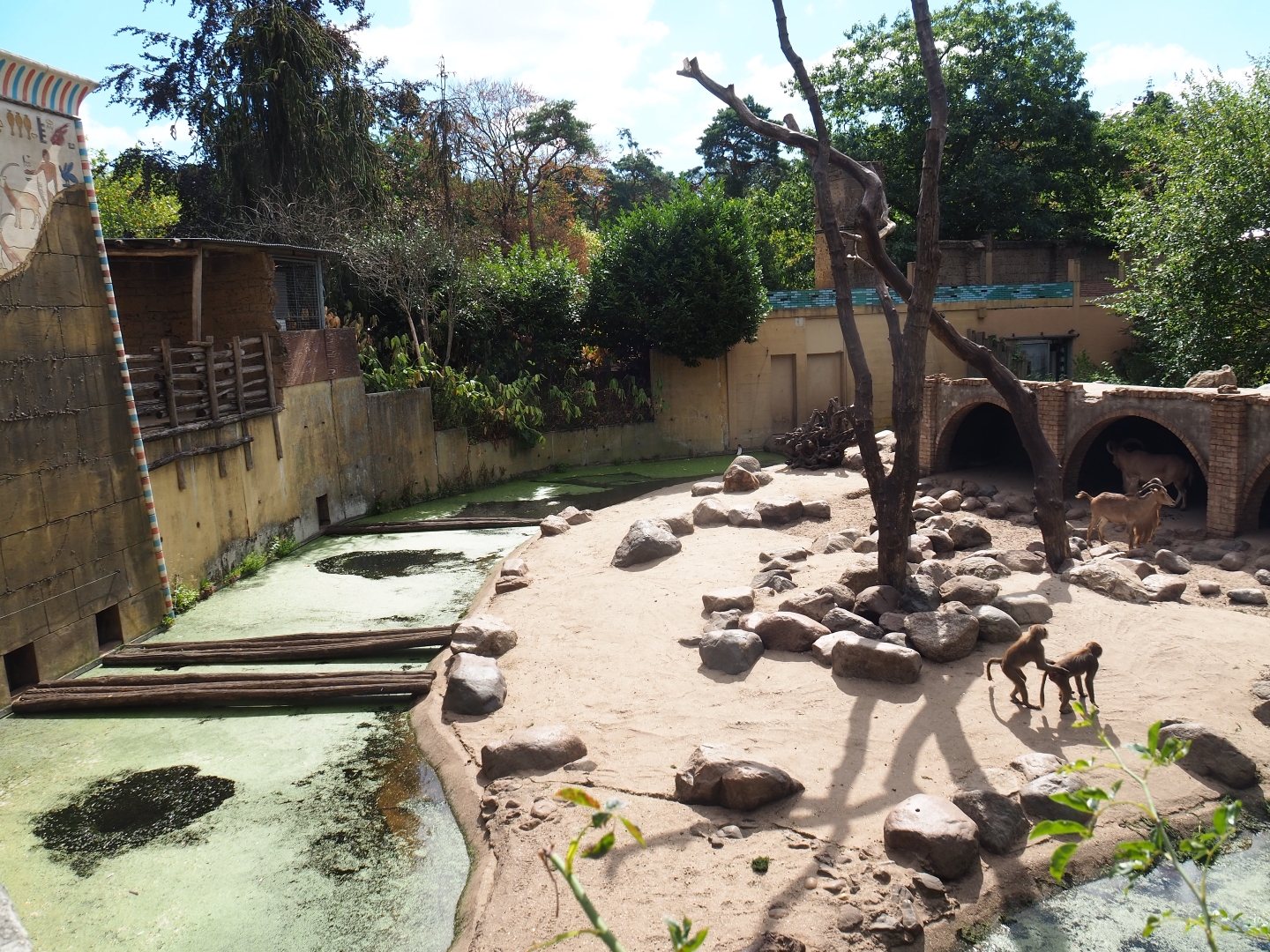 Hamadryas baboon/Aoudad exhibit