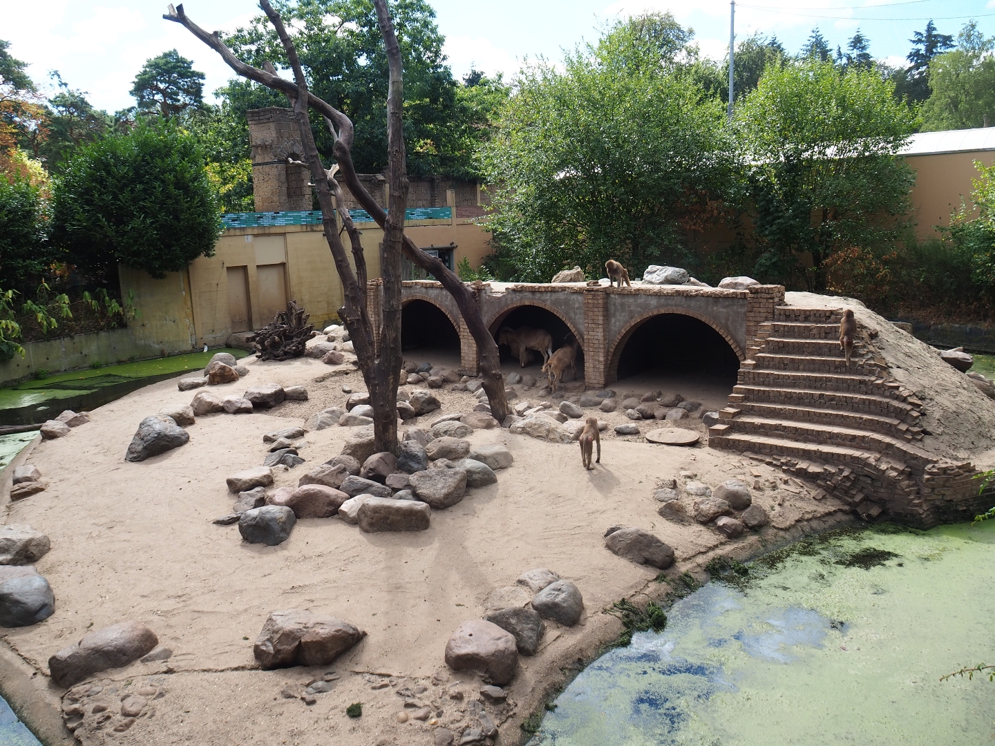 Hamadryas baboon/Aoudad exhibit