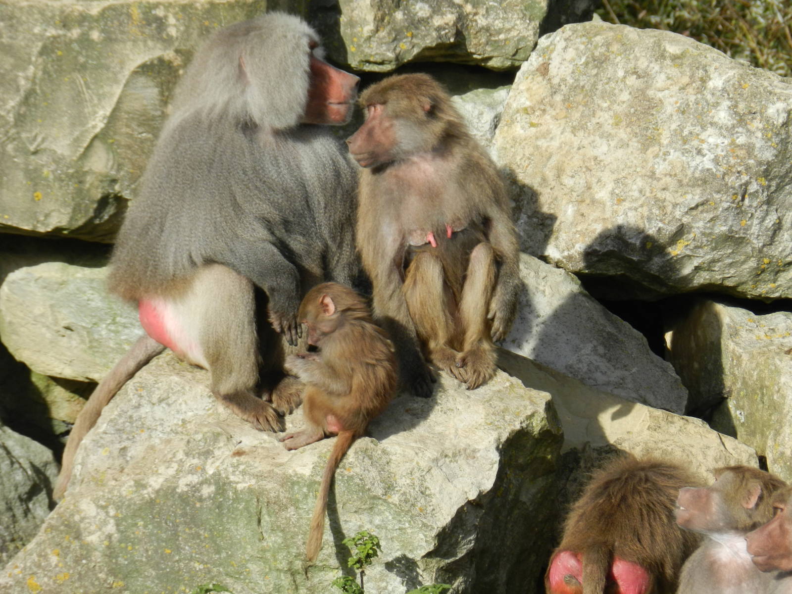 Hamadryas Baboon at Flamingo Land - 14/10/2012