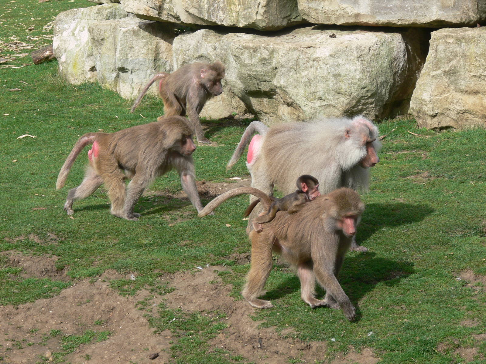 Hamadryas Baboon at Flamingo Land, 21/09/13