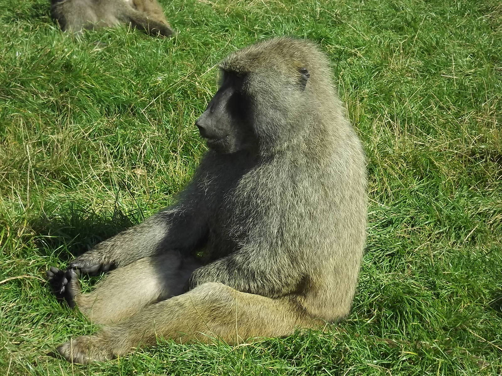 Hamadryas Baboon at Knowsley Safari Park 08/09/12