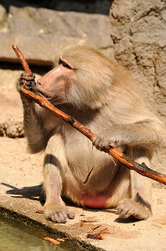 Hamadryas baboon at Krefeld