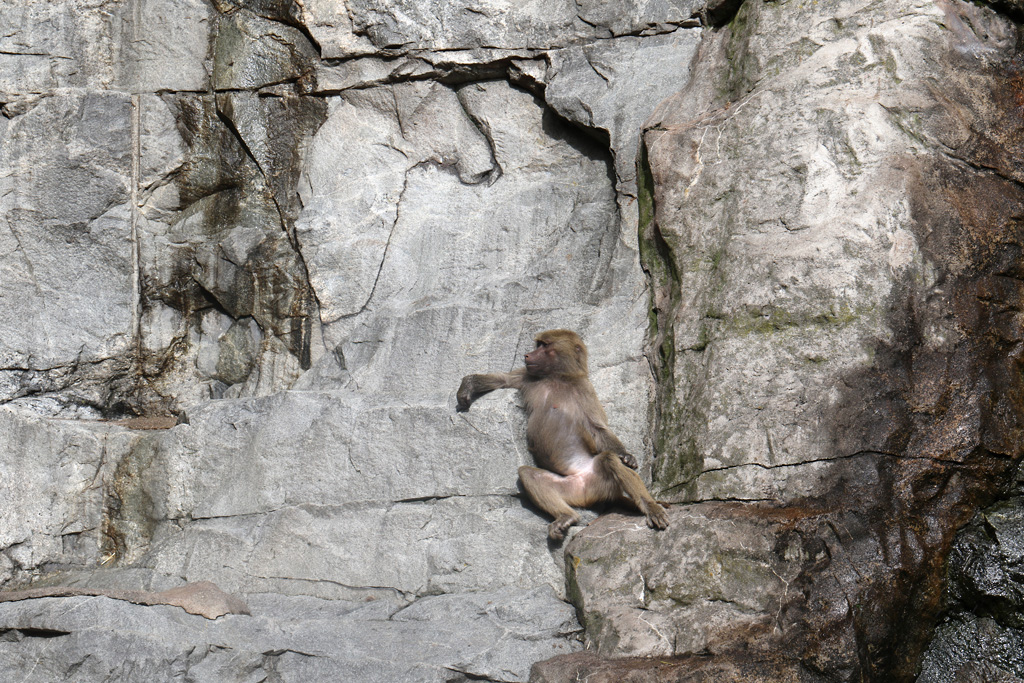 Hamadryas Baboon at Skansen-Akvariet 30th August 2016