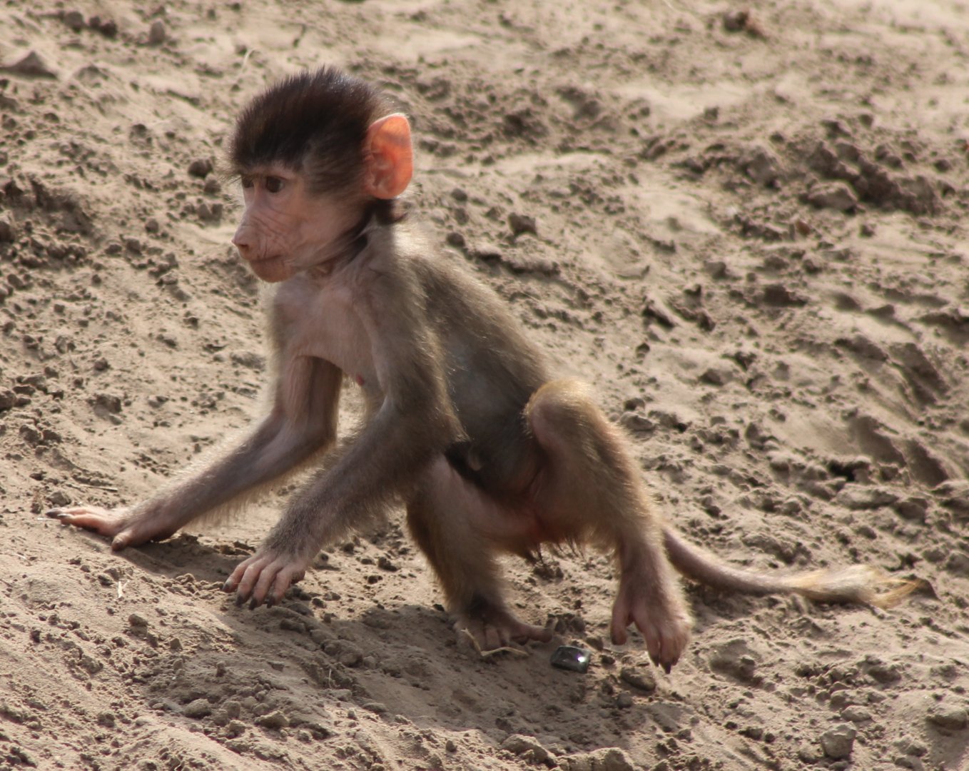 Hamadryas baboon baby