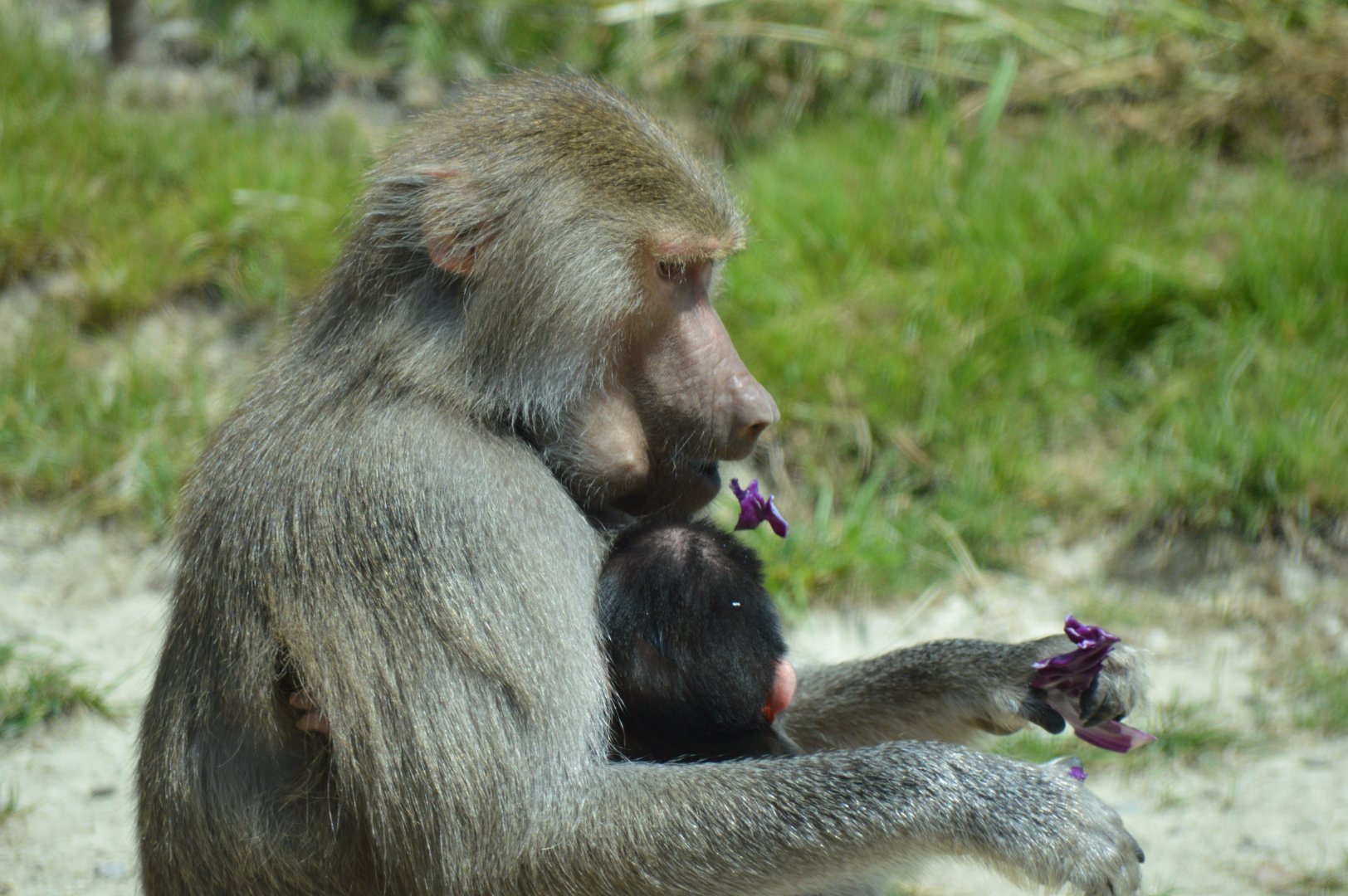 Hamadryas Baboon baby