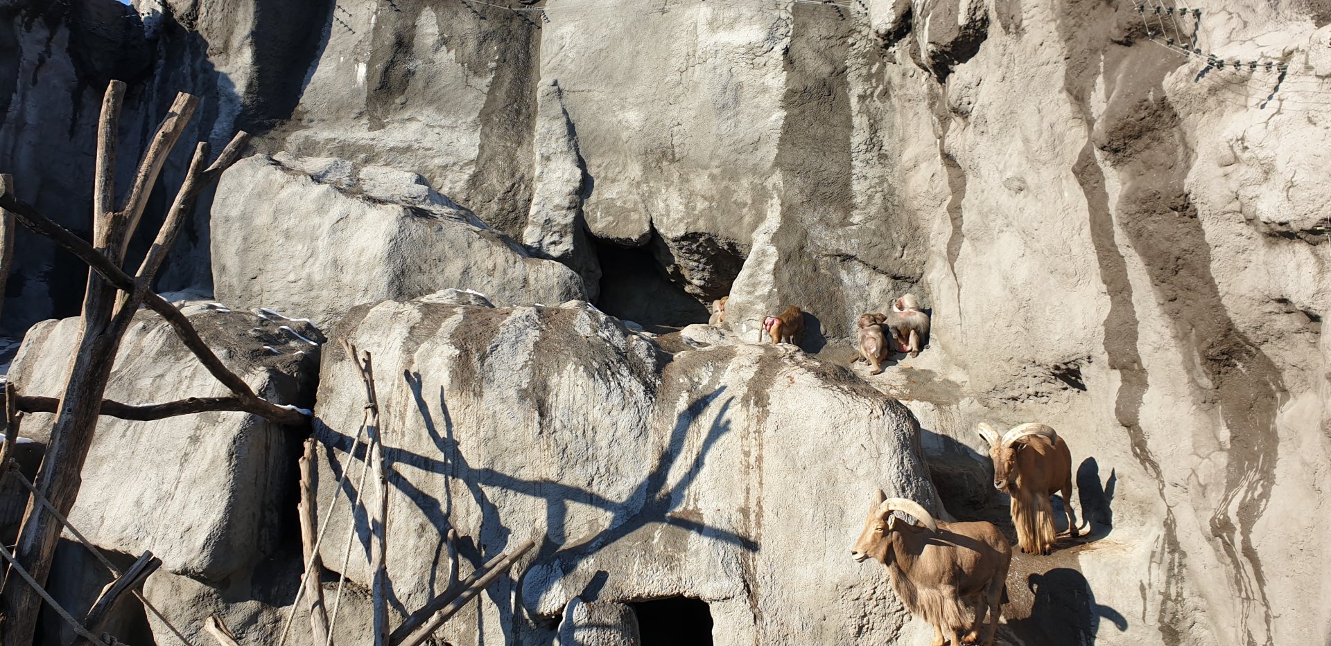 Hamadryas baboon, Barbary sheep