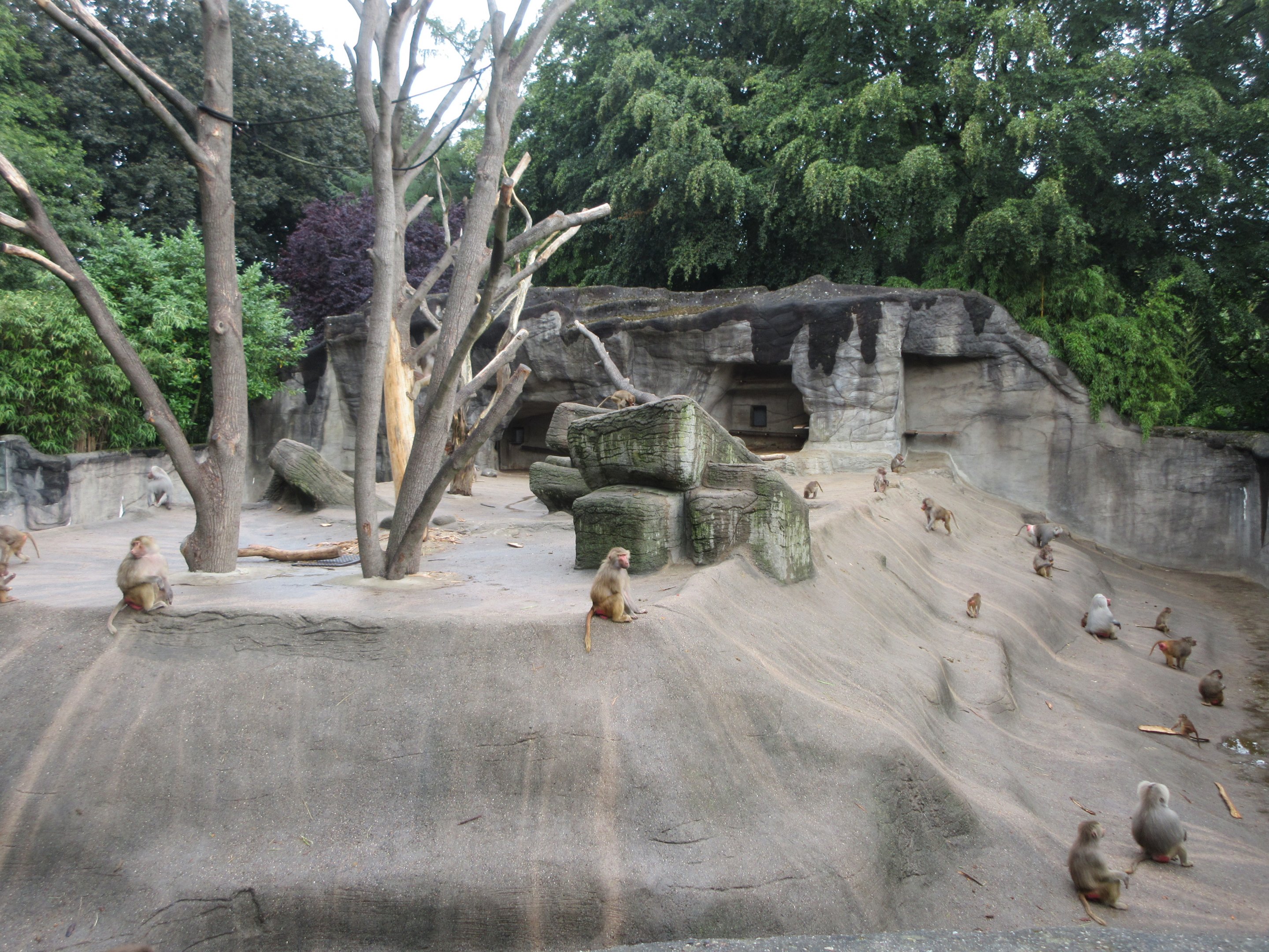 Hamadryas Baboon 'Blob' Exhibit