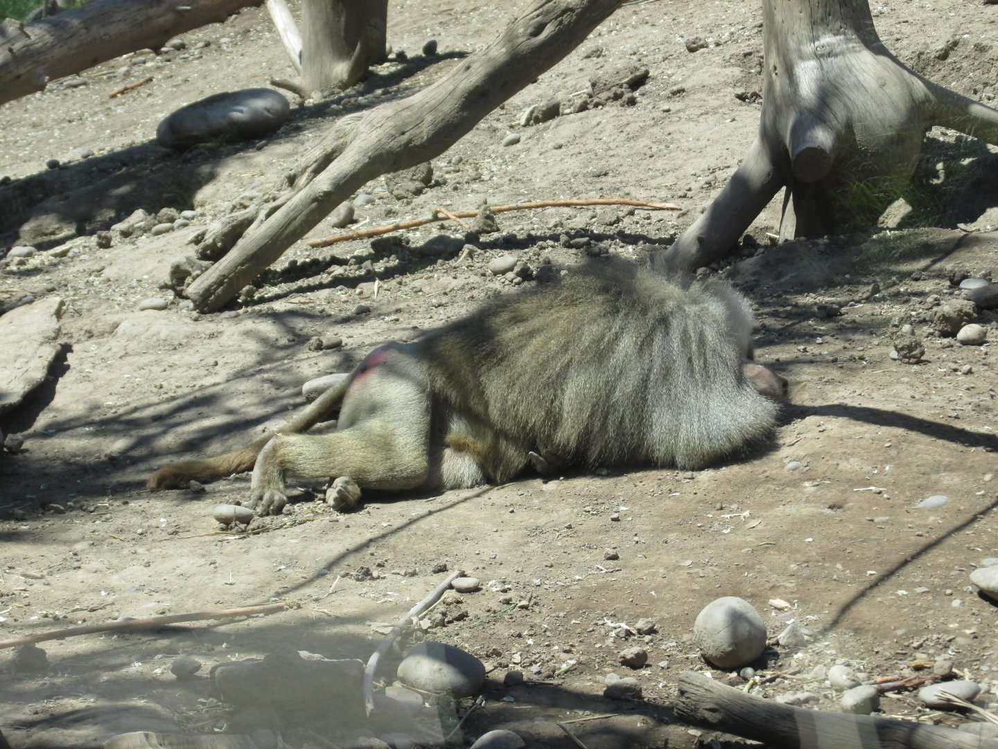 hamadryas baboon buin zoo