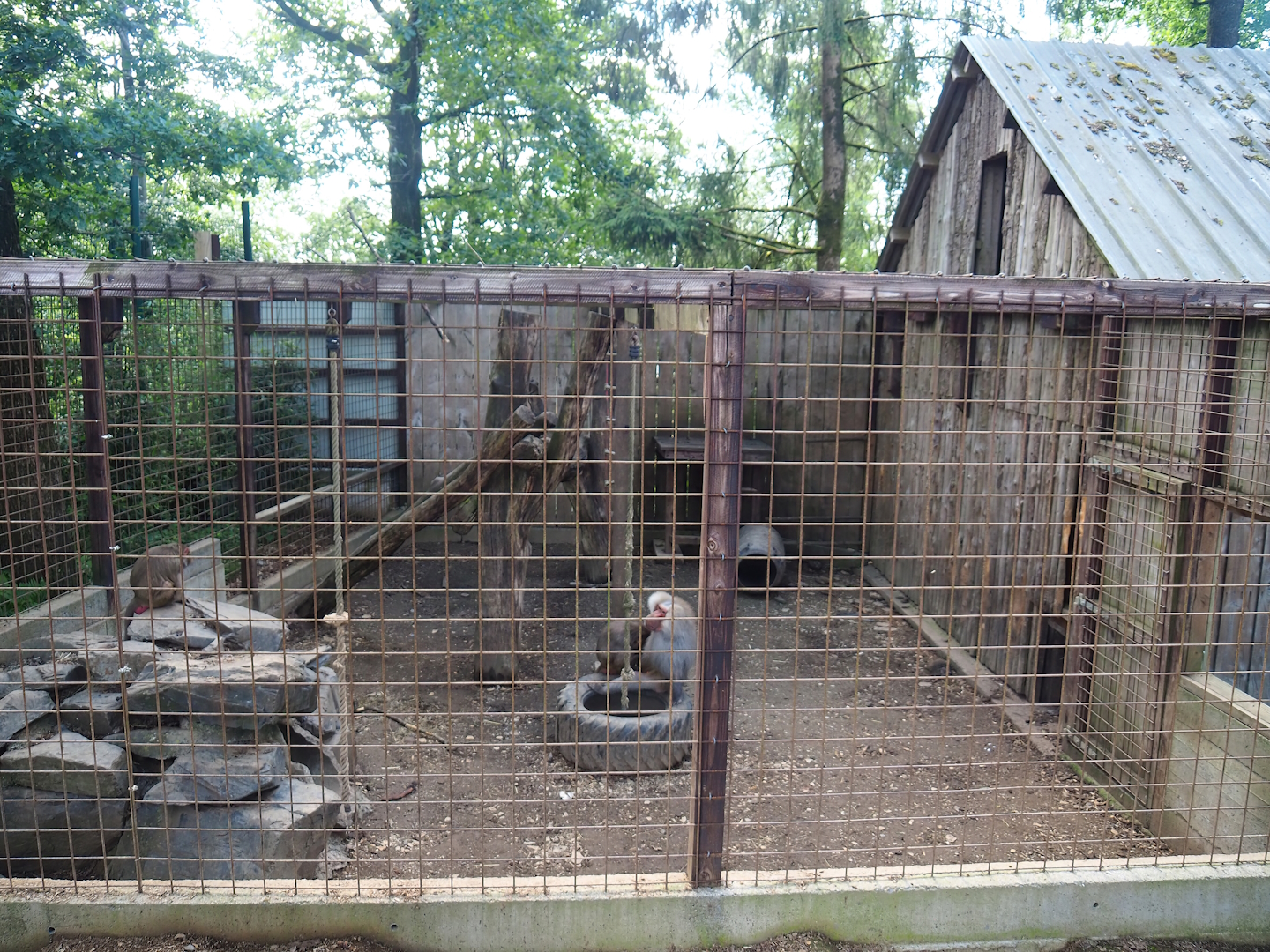 Hamadryas baboon cage, 2023-06-24