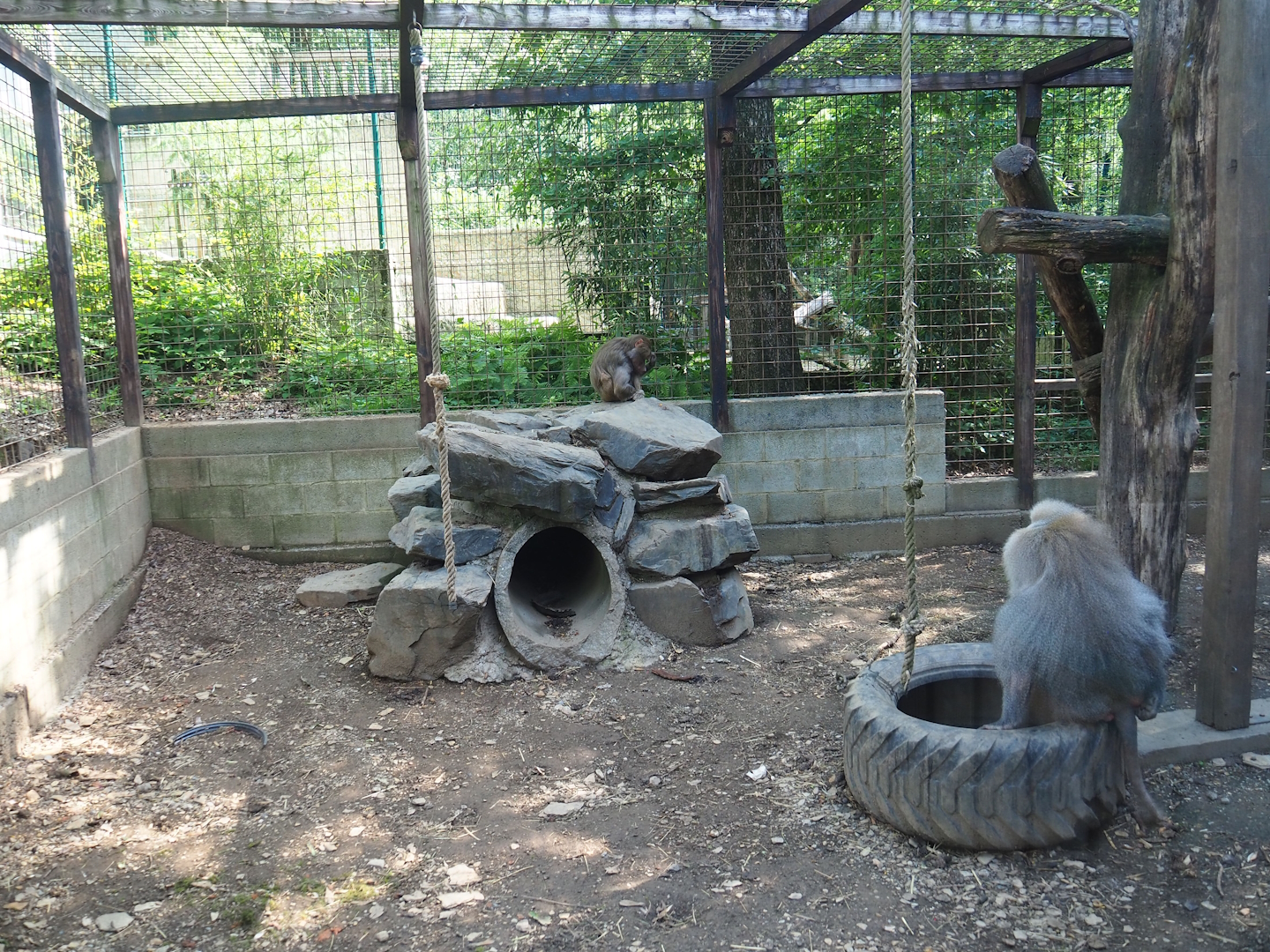 Hamadryas baboon cage, view through side of exhibit, 2023-06-24