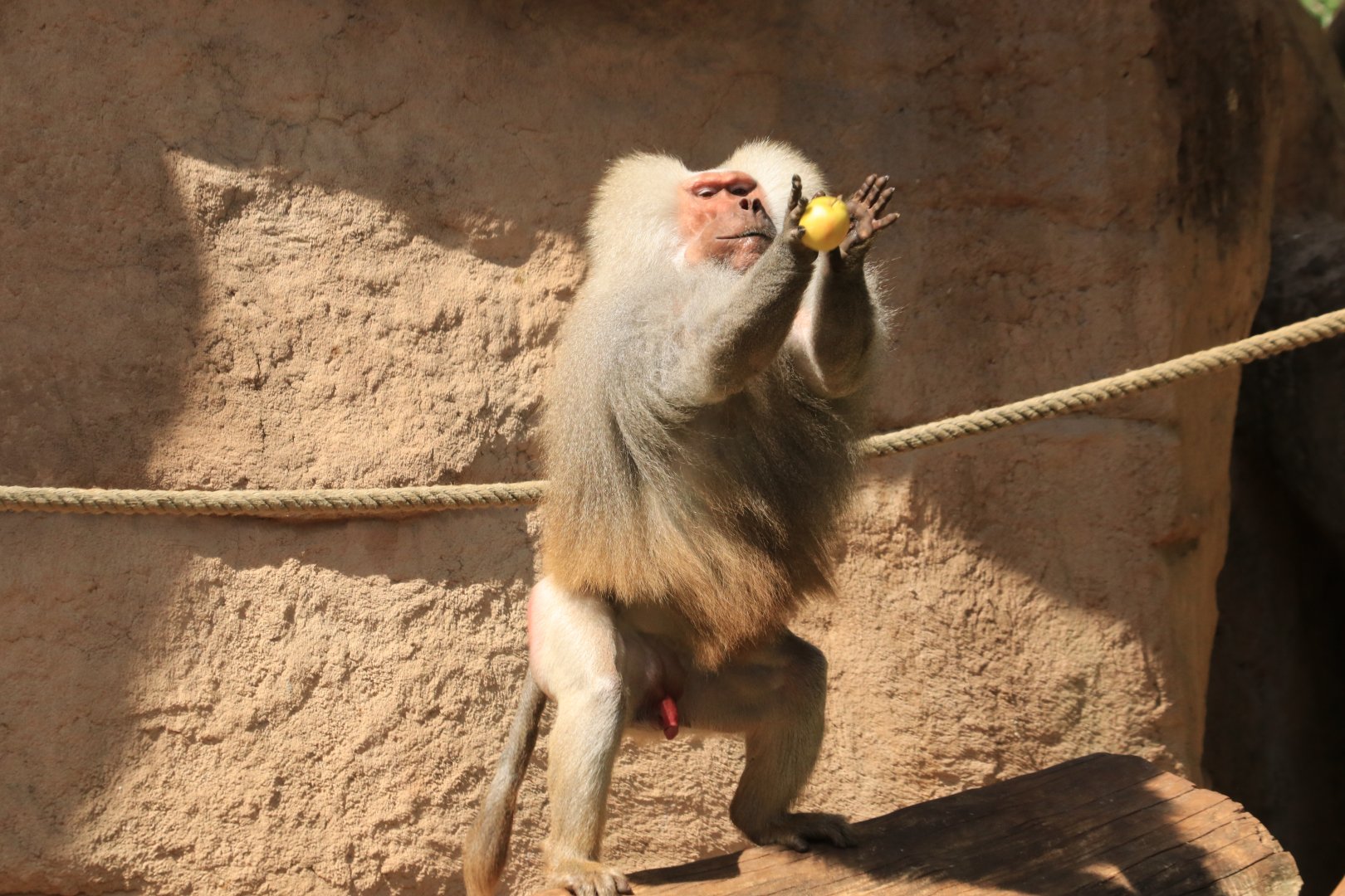 Hamadryas baboon catching an apple - May 2020
