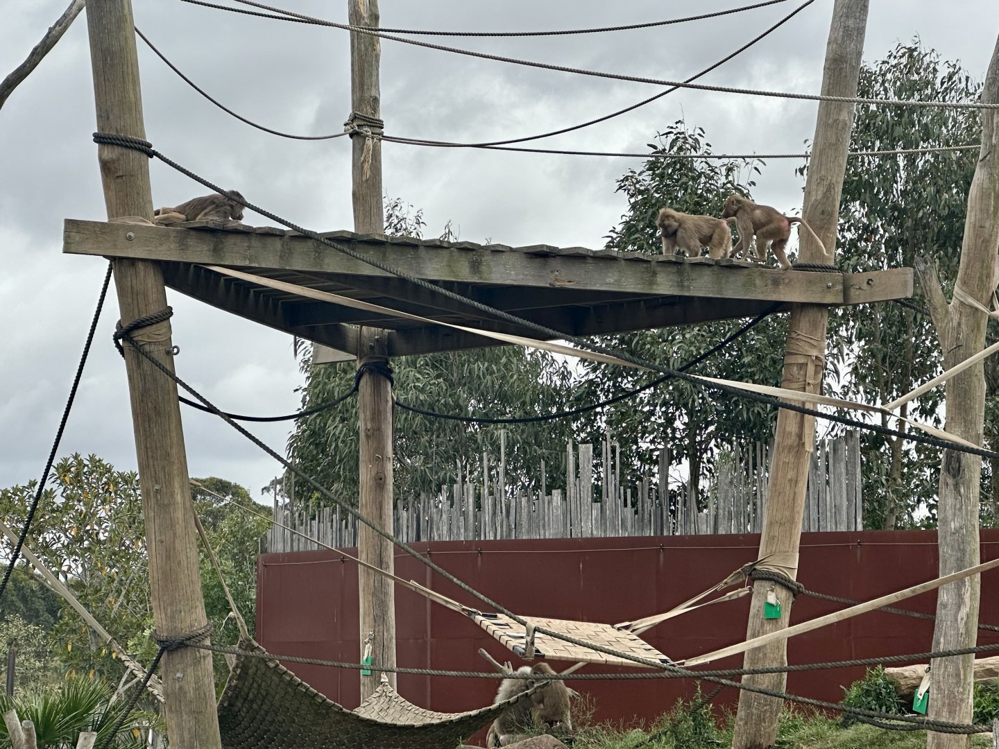 Hamadryas Baboon Climbing Structure