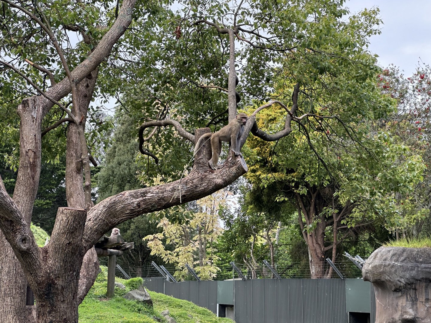 Hamadryas Baboon Climbing Tree