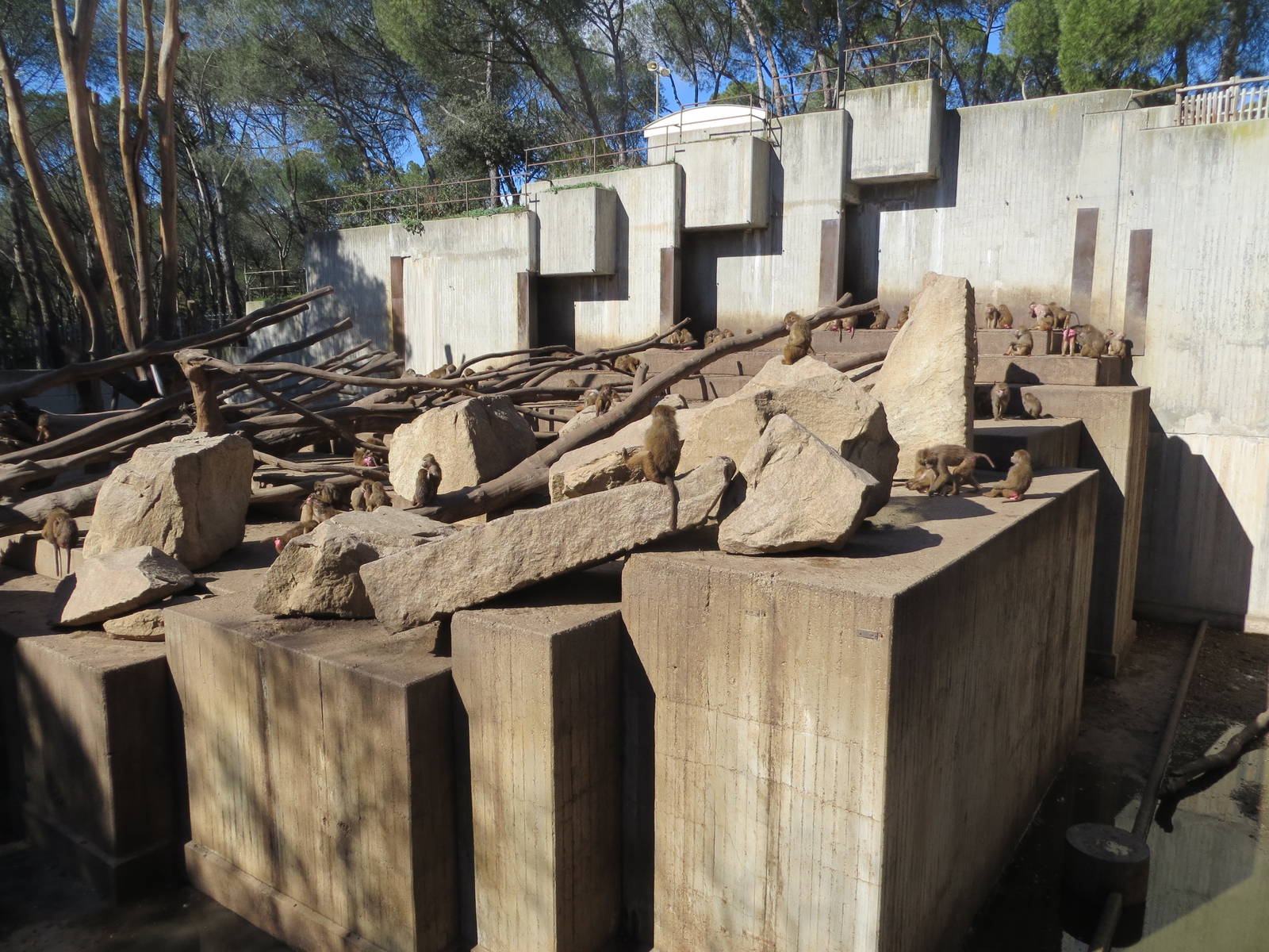 Hamadryas Baboon enclosure 150216