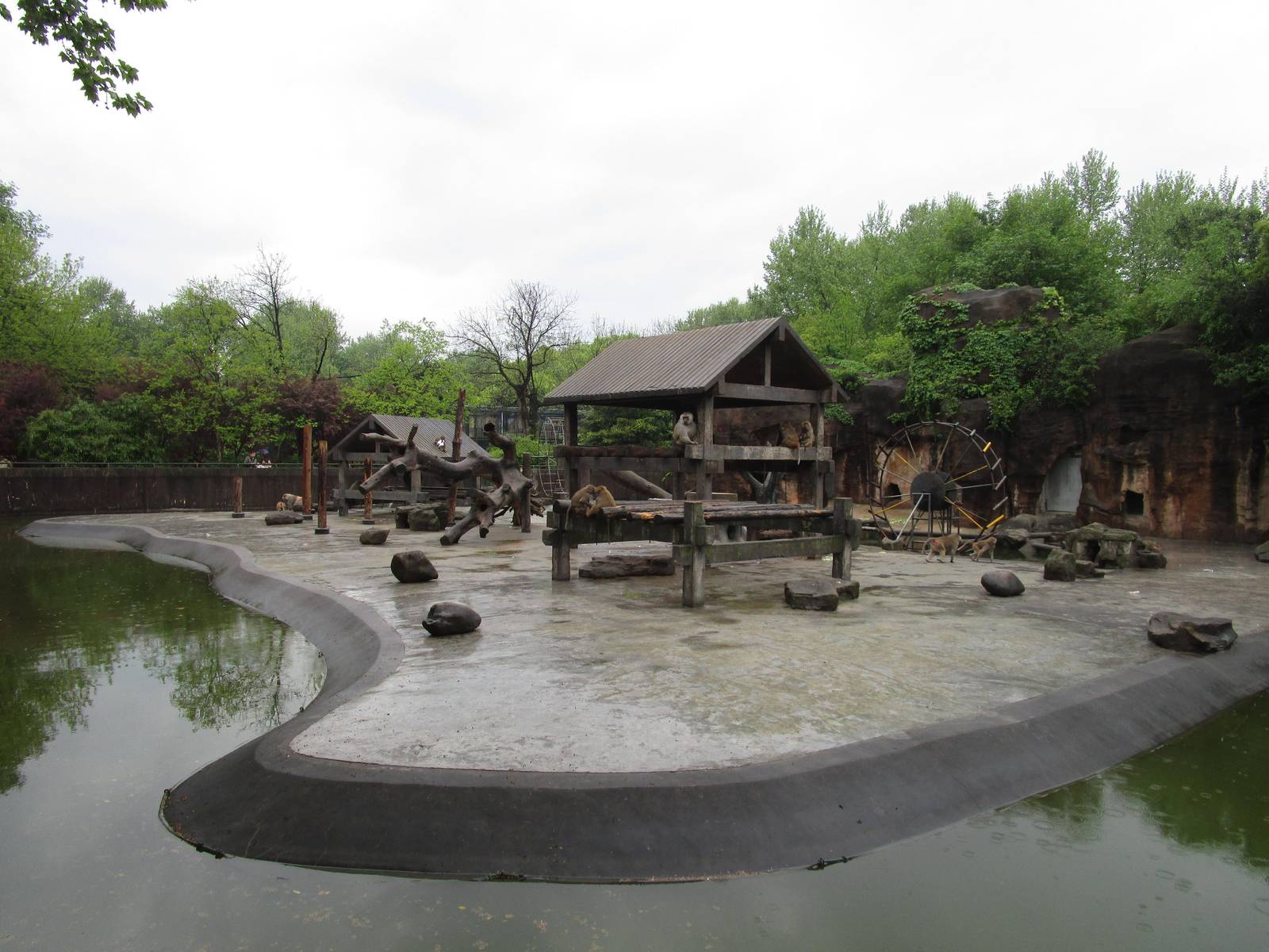 Hamadryas Baboon Enclosure - 16/04/2016