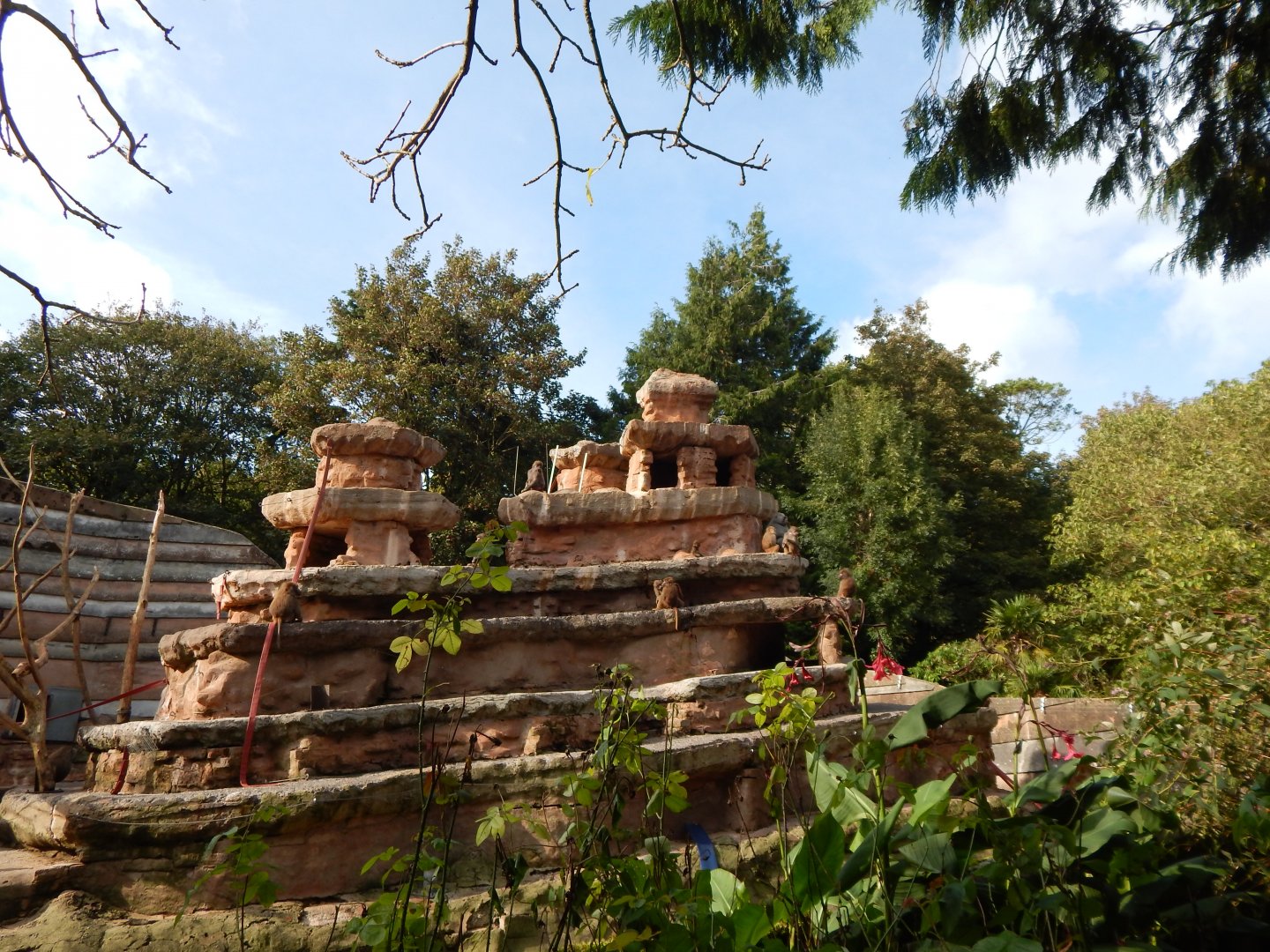 Hamadryas baboon enclosure 290923