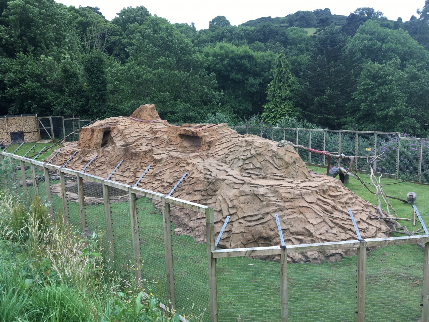 Hamadryas baboon enclosure 300617