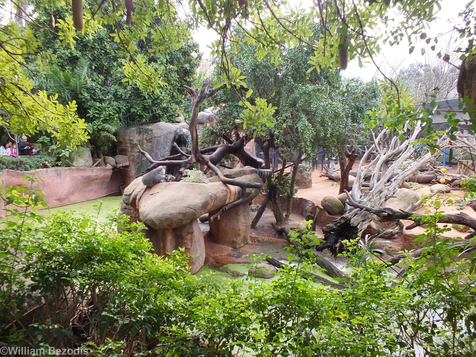 Hamadryas Baboon Enclosure and Sausage Tree