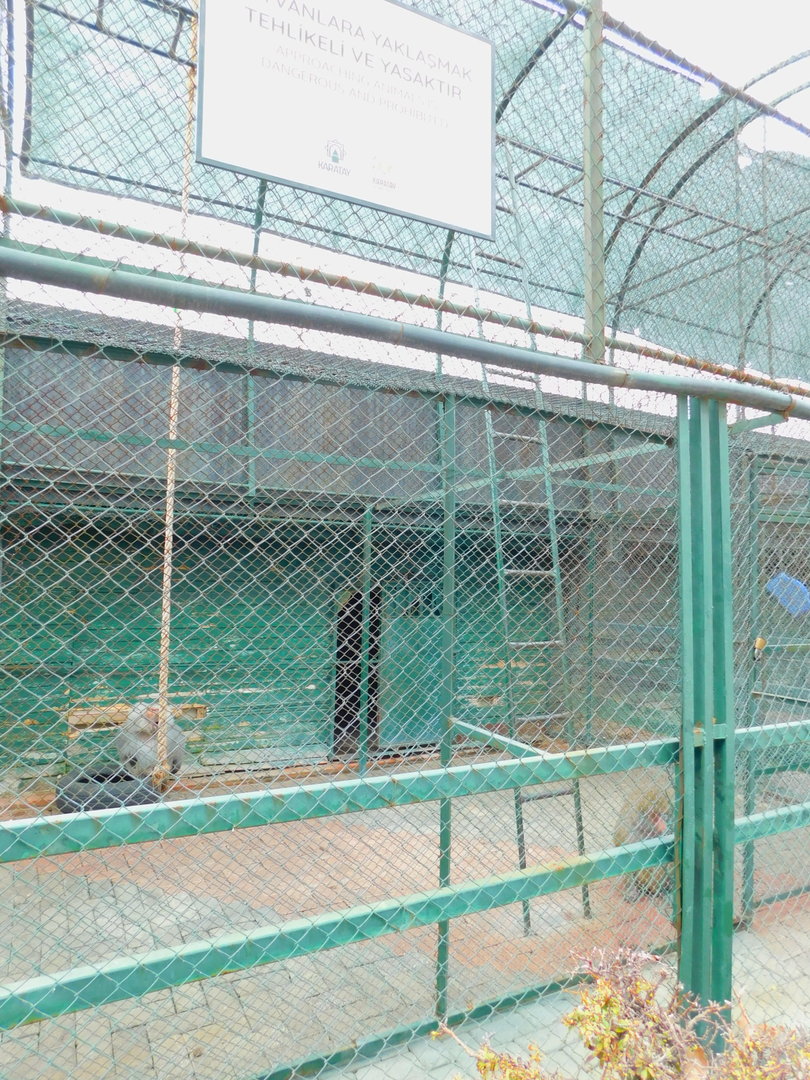 Hamadryas Baboon Enclosure at the Karatay Zoo