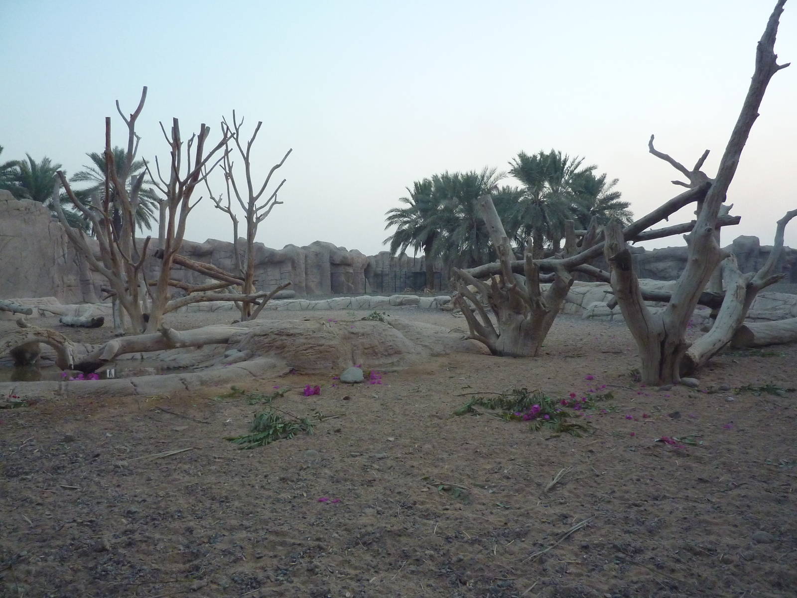 Hamadryas baboon enclosure, December 2011.