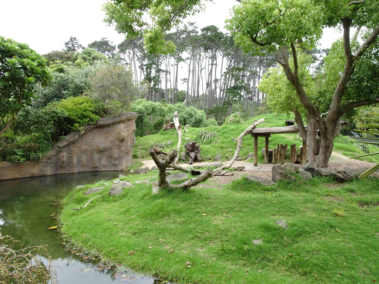 Hamadryas Baboon enclosure, November 2015