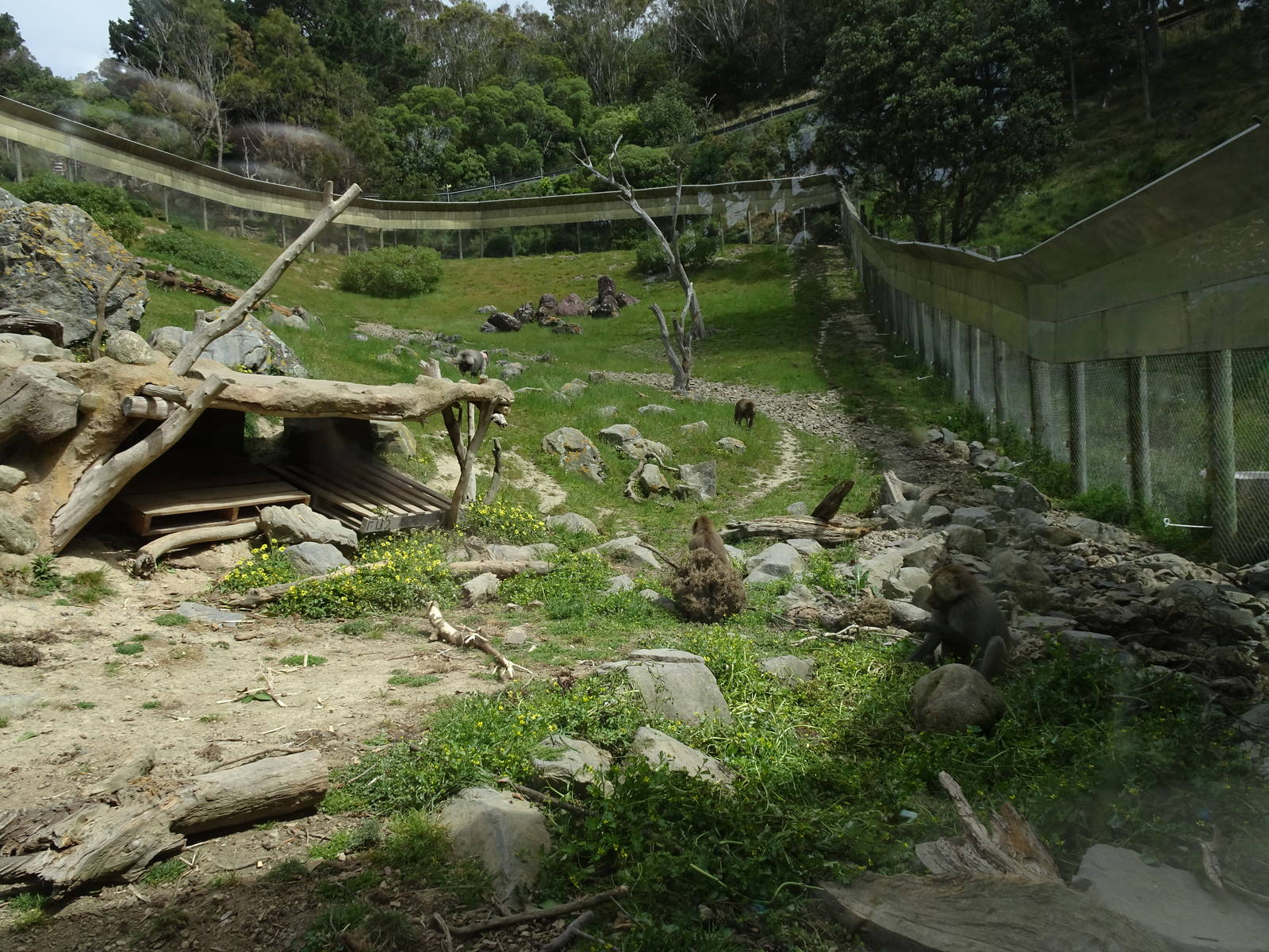 Hamadryas Baboon enclosure, November 2015