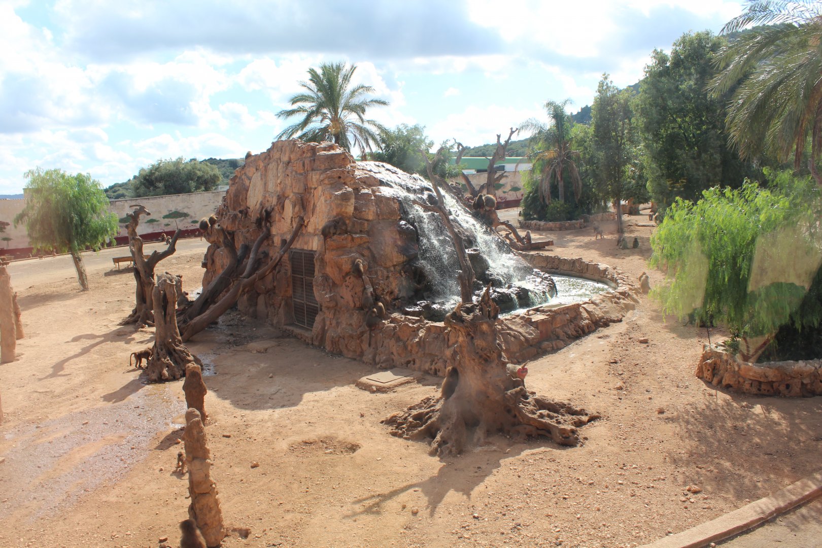 Hamadryas Baboon Enclosure  -Oct 2019