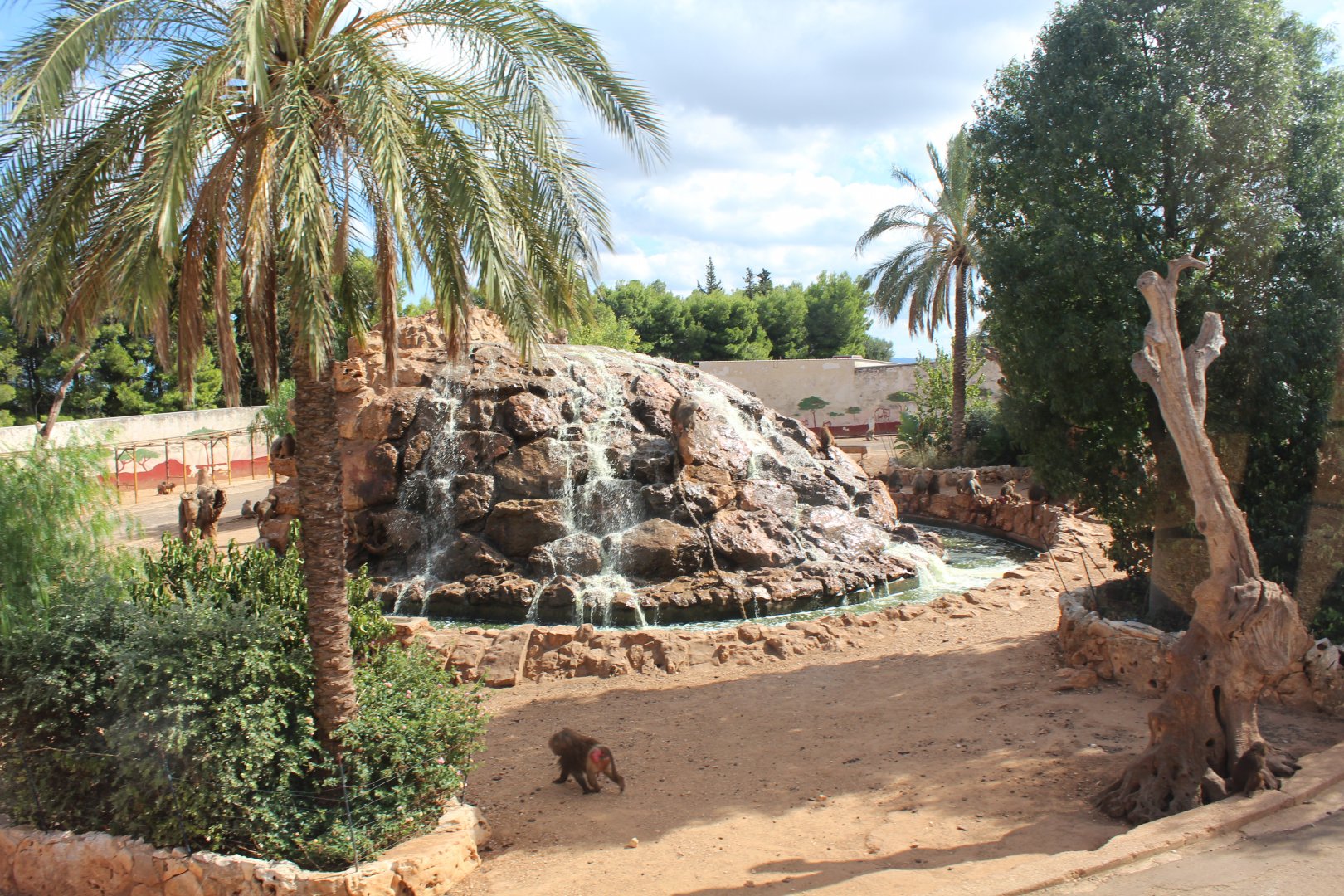Hamadryas Baboon Enclosure  -Oct 2019