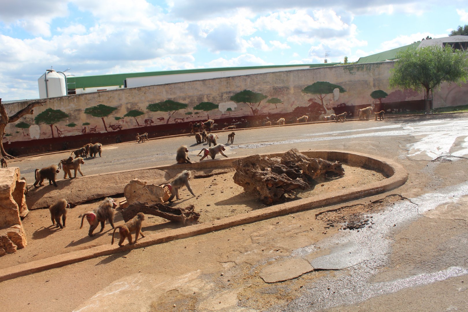 Hamadryas Baboon Enclosure  -Oct 2019