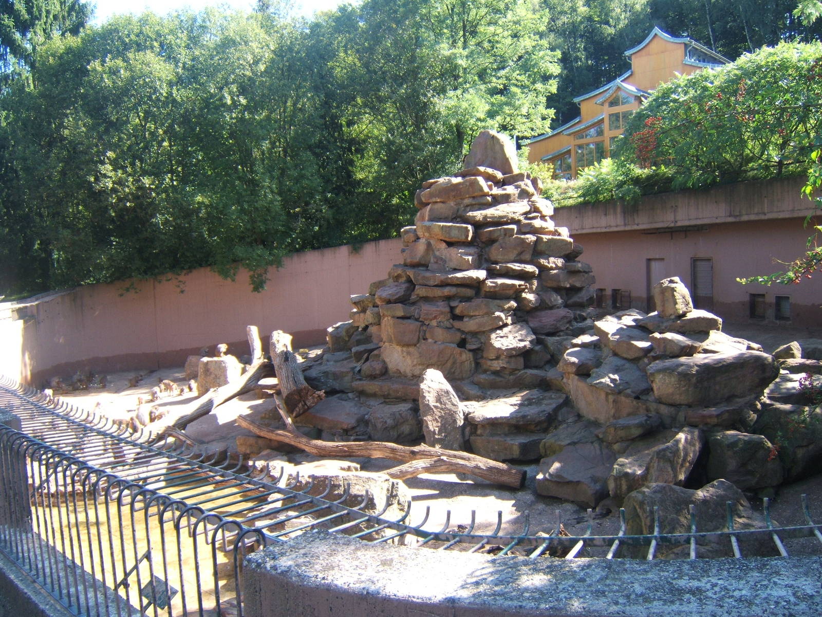Hamadryas Baboon enclosure