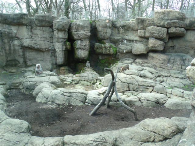 Hamadryas Baboon Enclosure