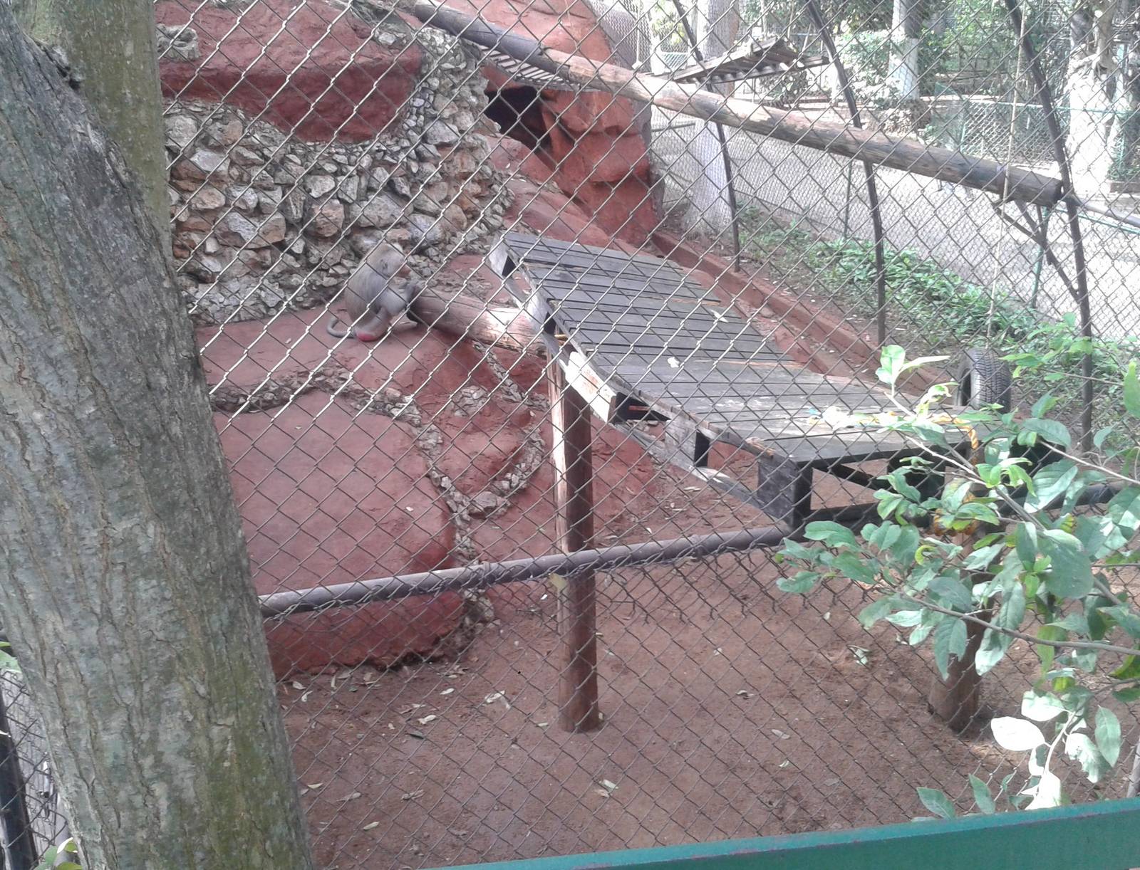 Hamadryas baboon enclosure