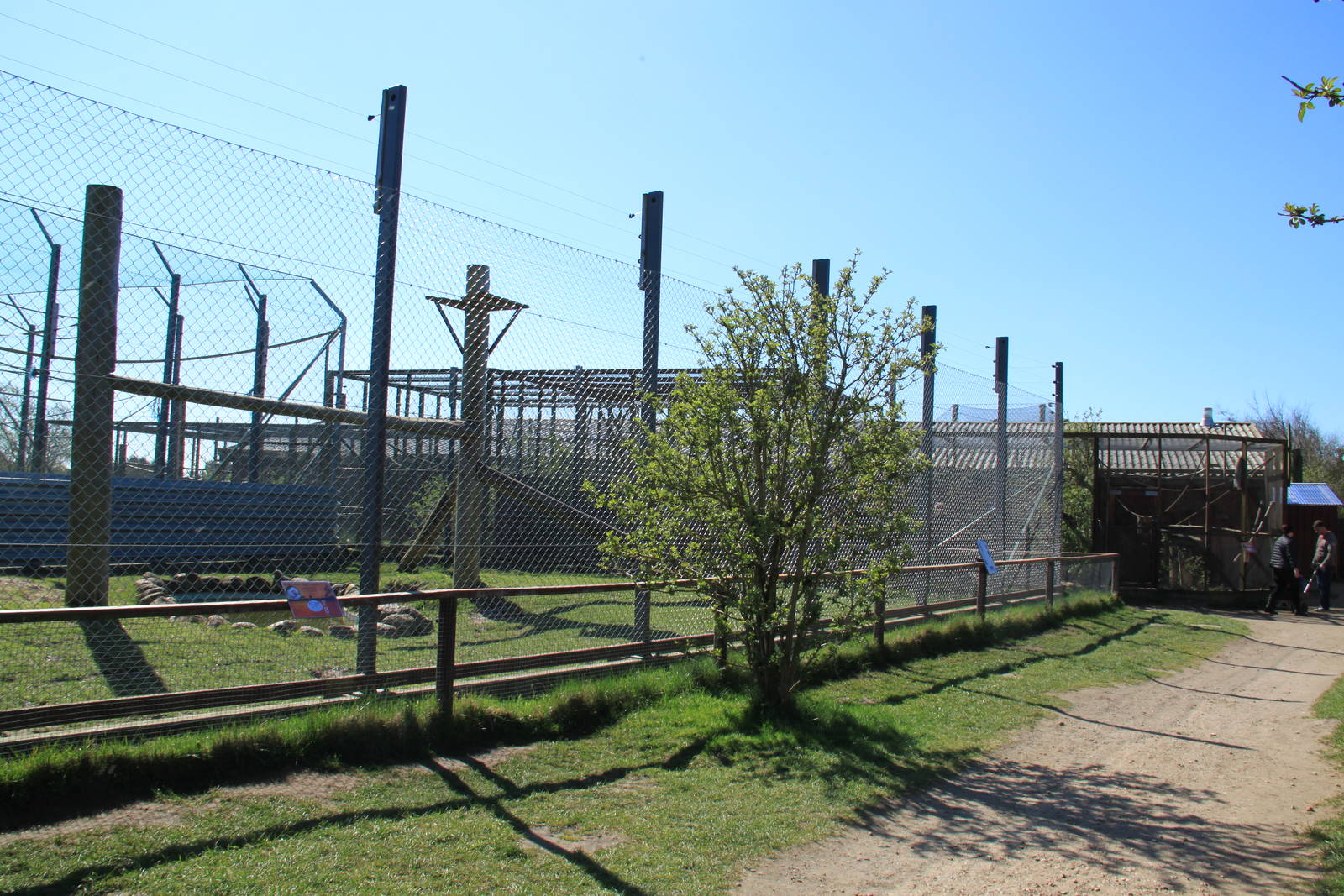Hamadryas Baboon Enclosure